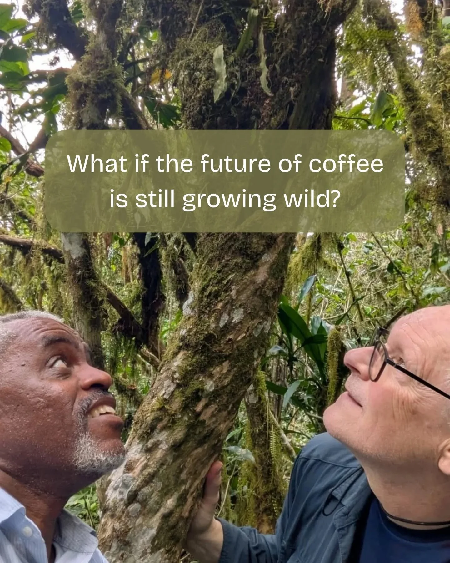 Mother Coffee: The History and Heritage of Ethiopia&rsquo;s Wild Coffee Forests is the second episode in our History of Coffee series.

Shortly after recording, Solomon Tekle took Jonathan to meet Mother Coffee herself &mdash; the oldest known wild c