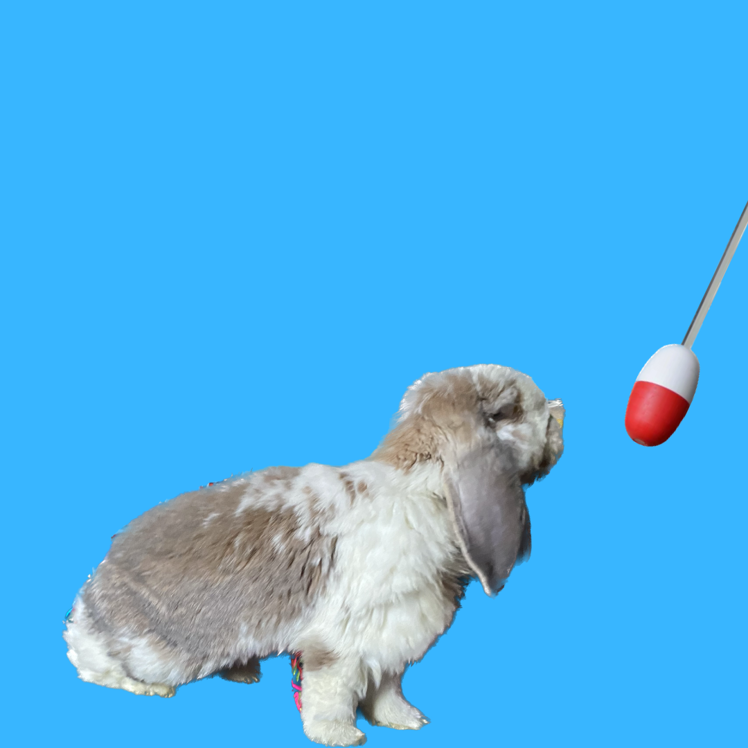 What Rabbit Training Really Is (And Why It Matters)