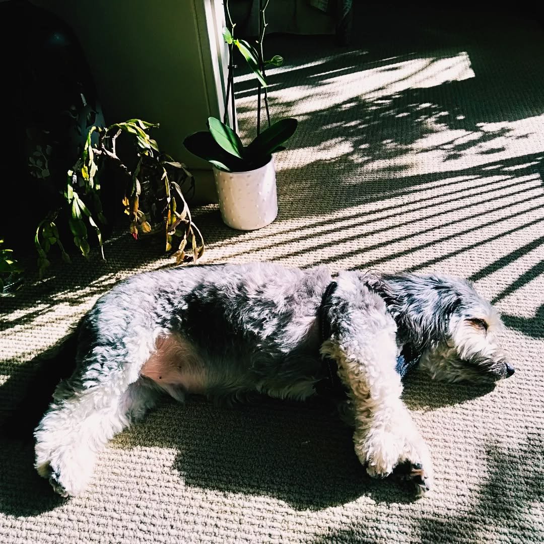 May the sun be warming you wherever you may be. Winter with ' The Woodster'
Love having him stay with me.