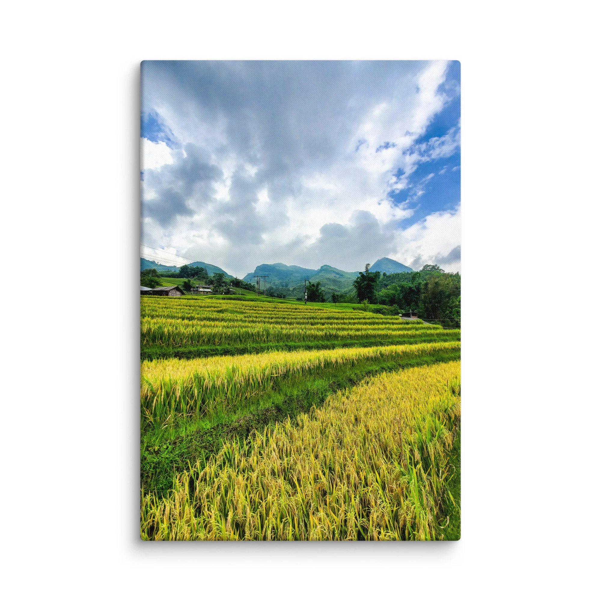 Golden rice terraces cascading through misty mountains in northern Vietnam (Mu Cang Chai / Sapa) under blue sky – Vietnam landscape travel photography canvas print wall art decor