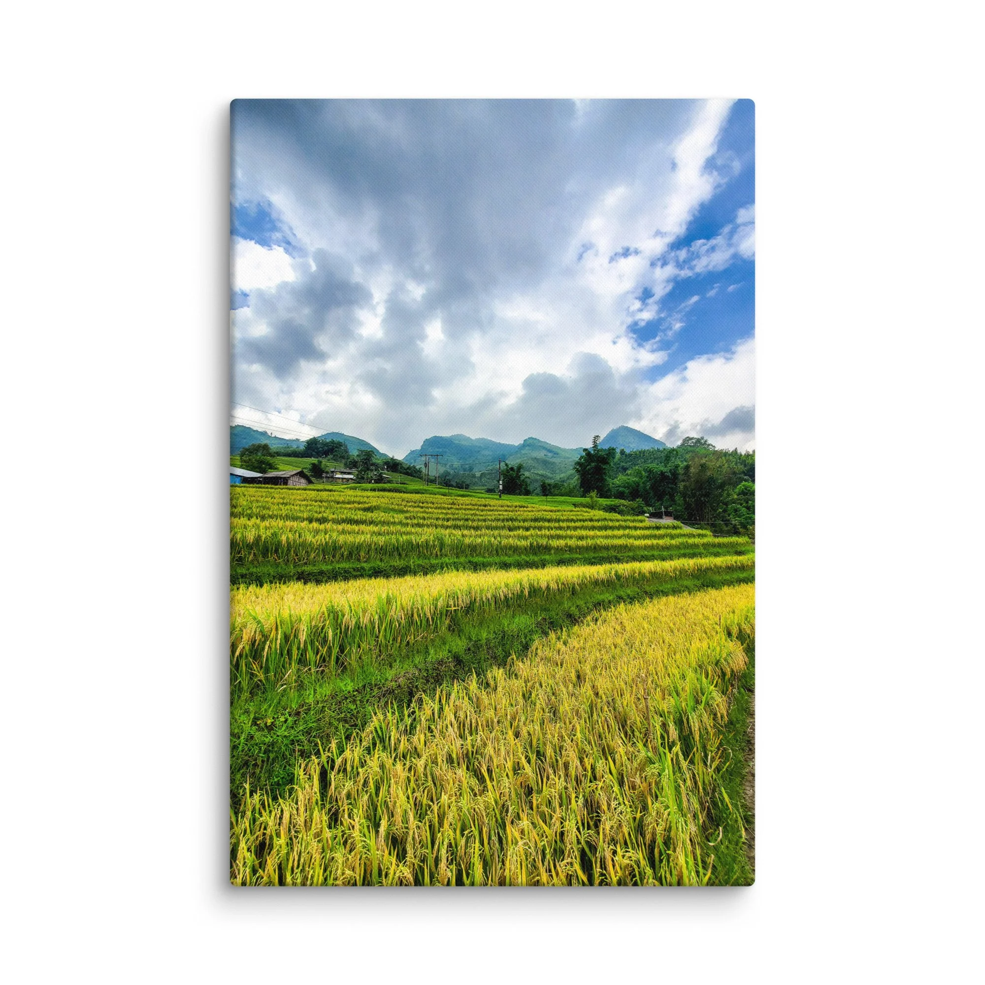 Golden rice terraces cascading through misty mountains in northern Vietnam (Mu Cang Chai / Sapa) under blue sky – Vietnam landscape travel photography canvas print wall art decor