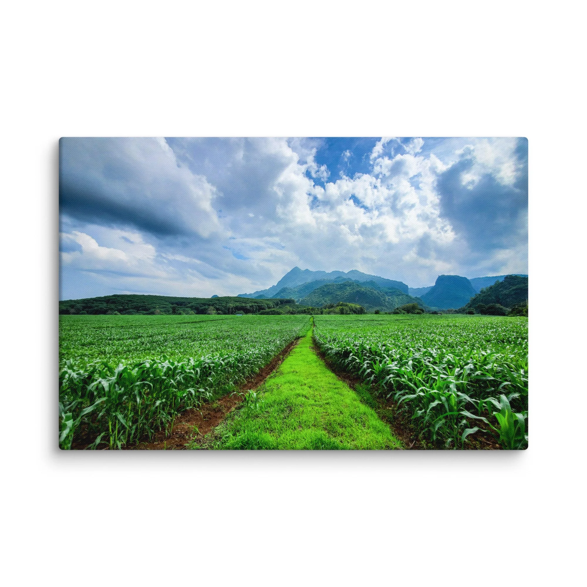 Lush green rice paddies with central dirt path leading to misty karst mountains in northern