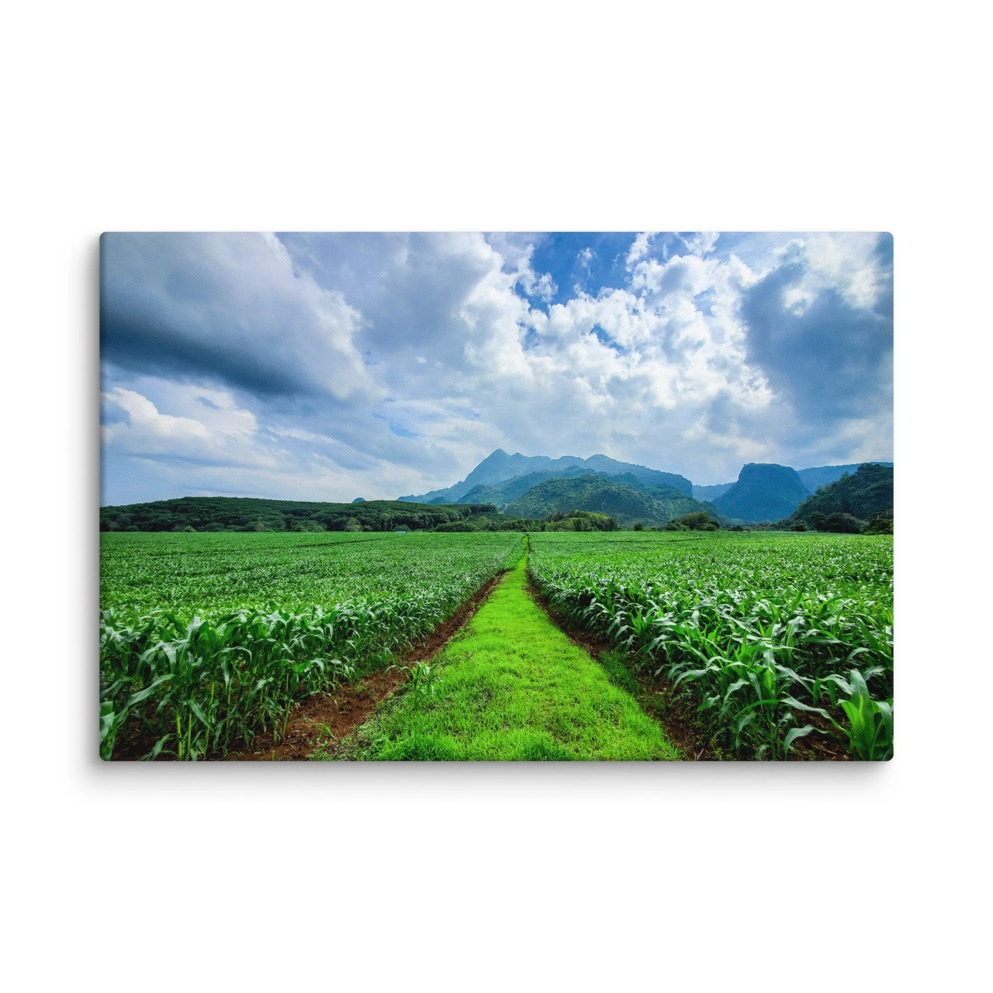 Lush green rice paddies with central dirt path leading to misty karst mountains in northern