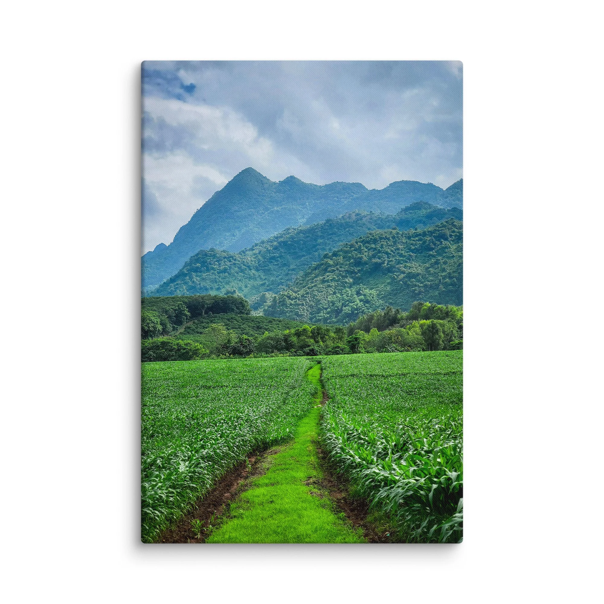 Lush green rice paddies with central dirt path leading to misty karst mountains in northern Vietnam under blue sky