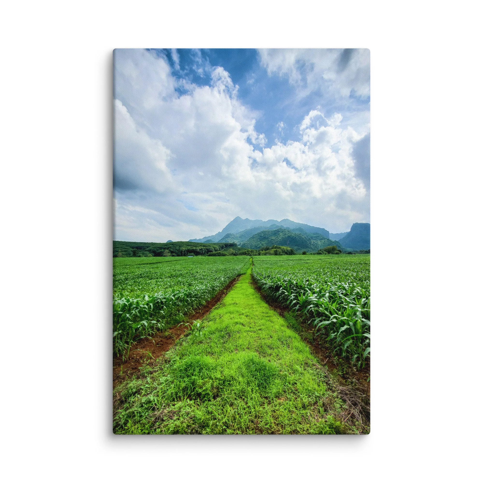 Lush green rice paddies with central dirt path leading to misty karst mountains in northern Vietnam under blue sky