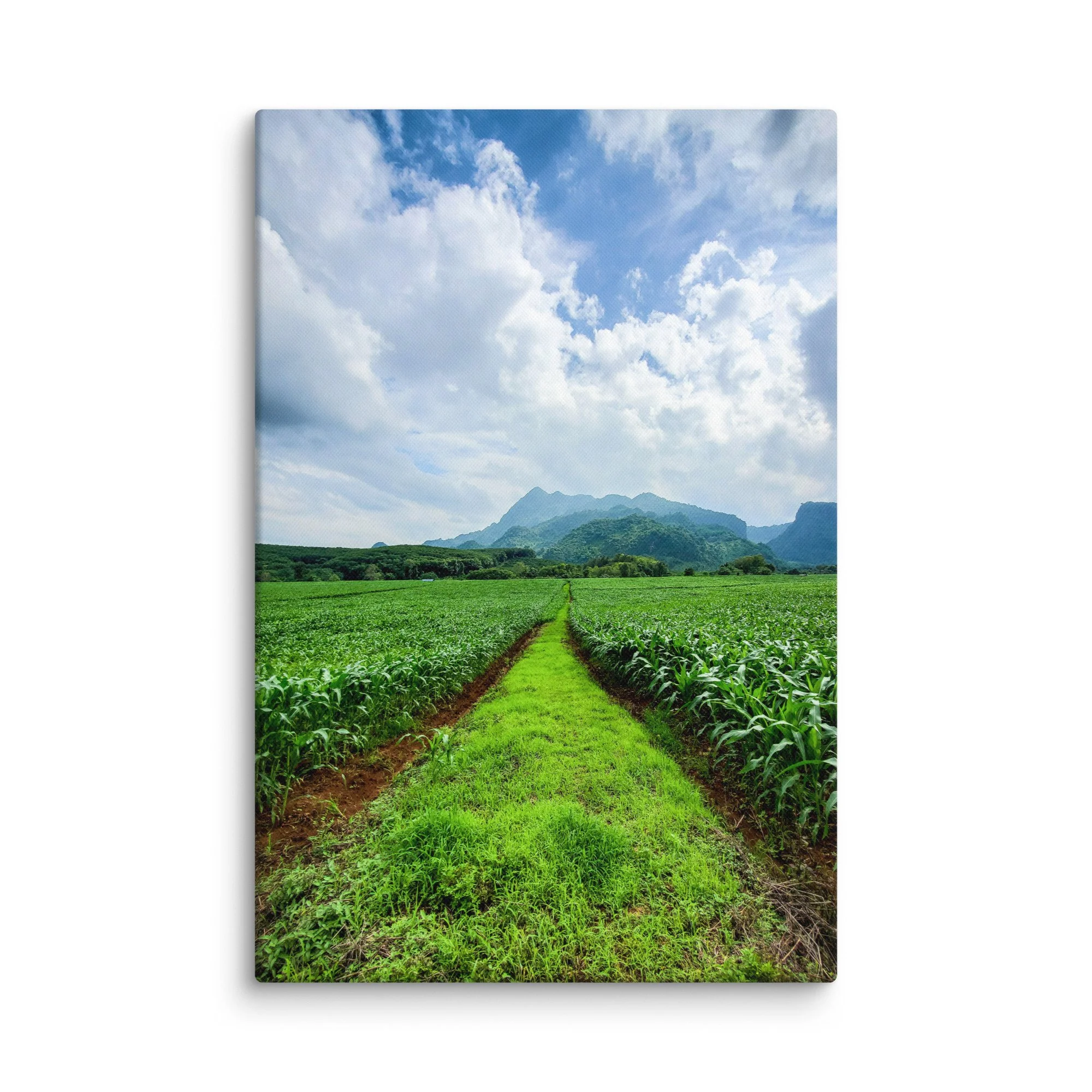 Lush green rice paddies with central dirt path leading to misty karst mountains in northern Vietnam under blue sky