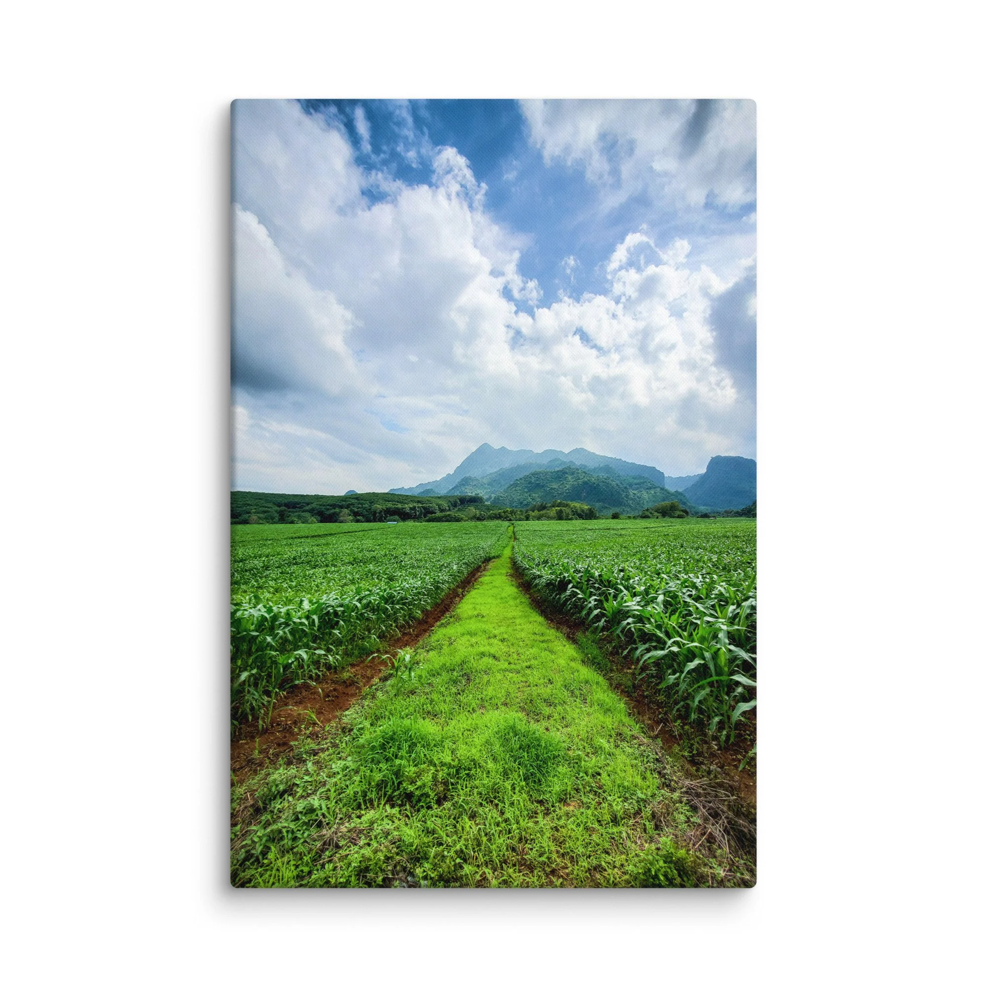 Lush green rice paddies with central dirt path leading to misty karst mountains in northern Vietnam under blue sky