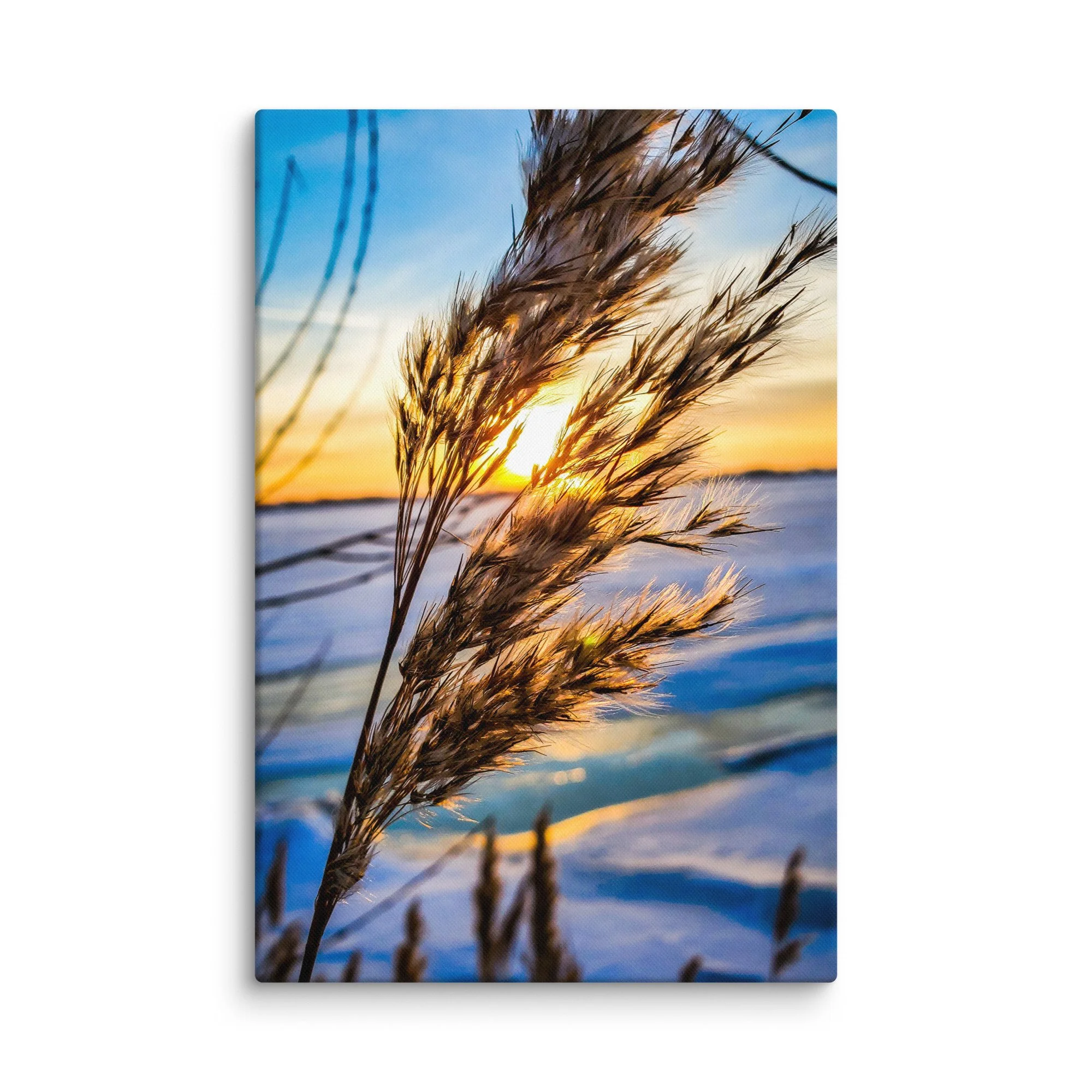 Frost-covered reeds glowing in golden sunset light over frozen Baltic coast in Latvia – winter travel photography canvas print wall art decor