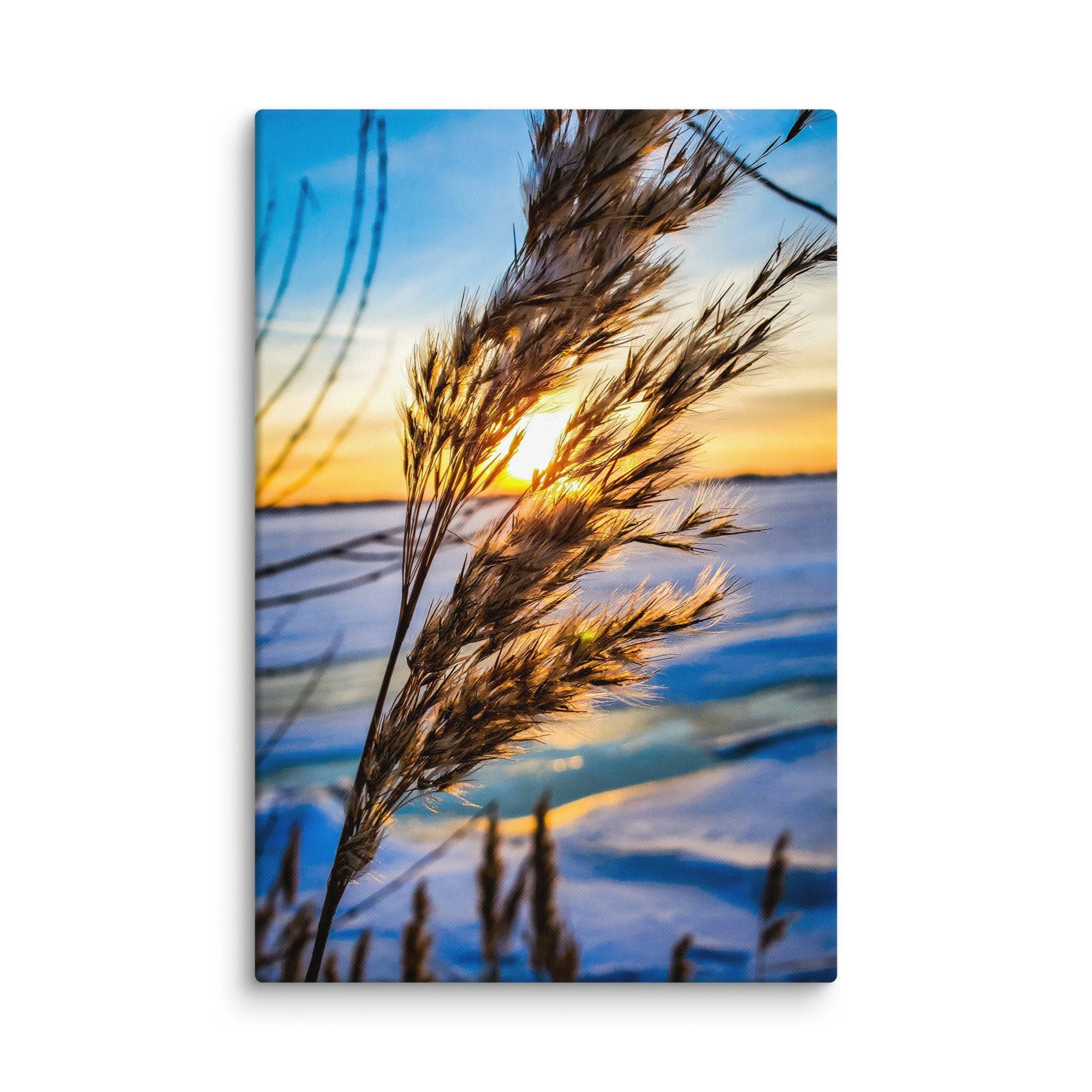 Frost-covered reeds glowing in golden sunset light over frozen Baltic coast in Latvia – winter travel photography canvas print wall art decor