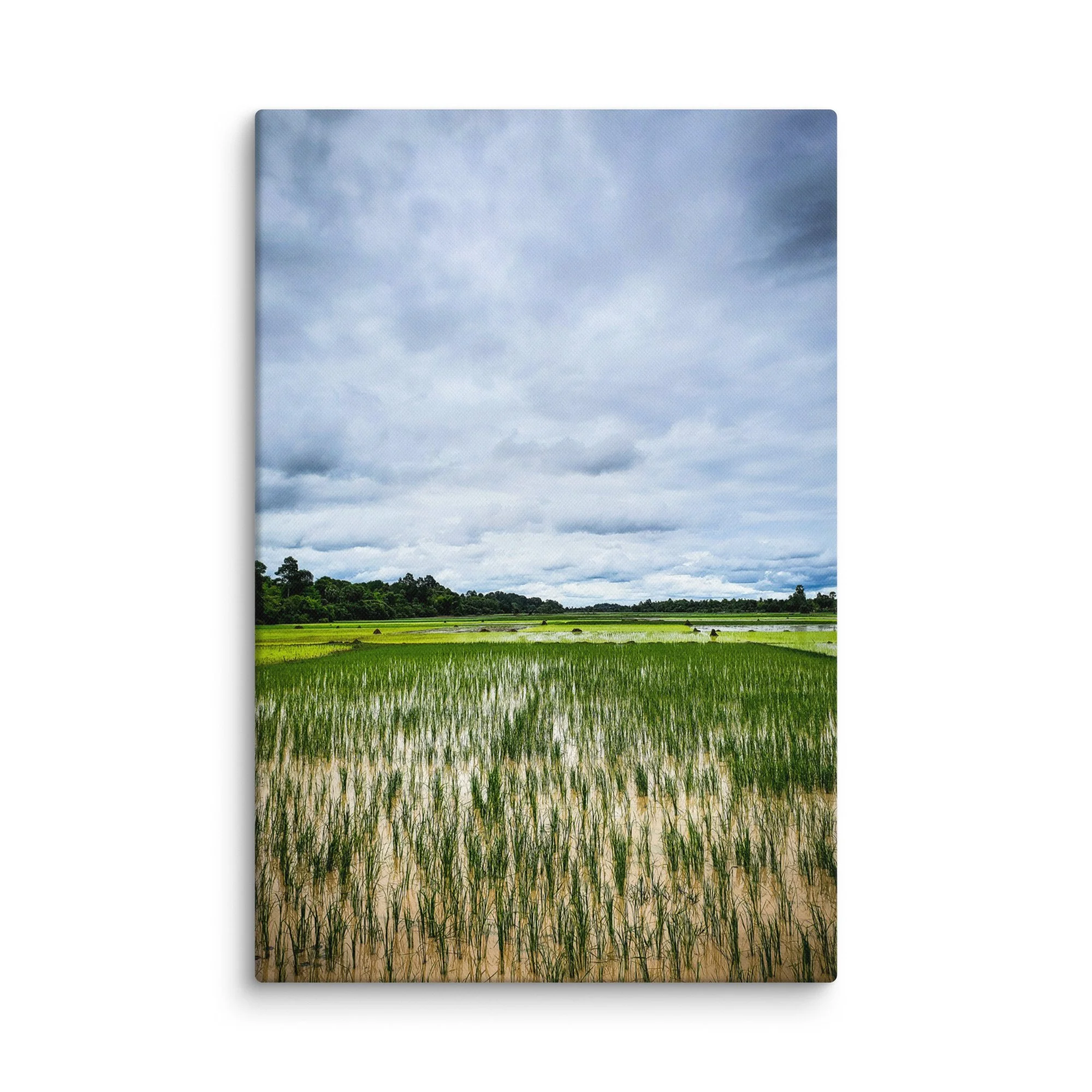 Vast green rice paddies under dramatic cloudy sky in rural Cambodia during monsoon season – travel photography canvas print wall art decor