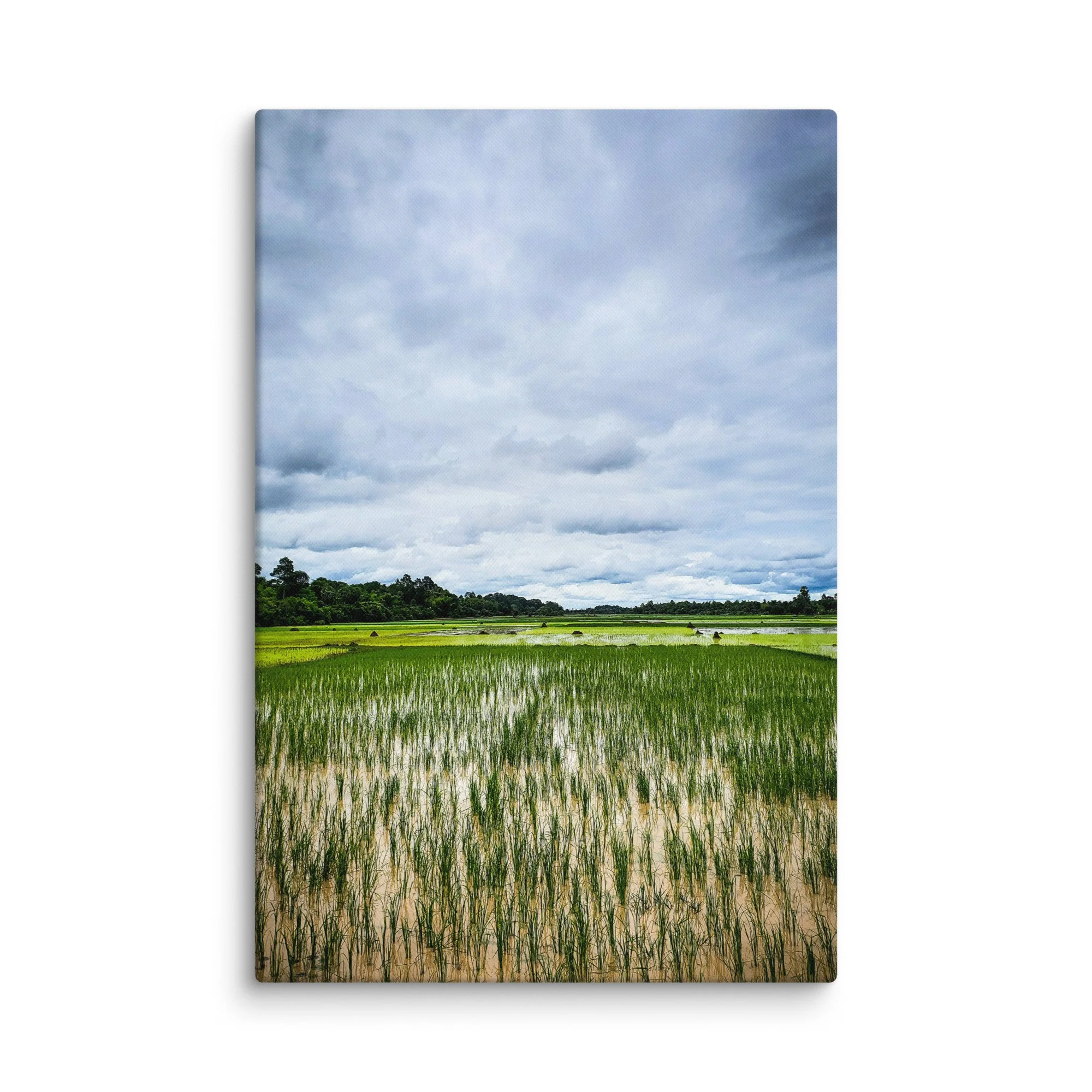 Vast green rice paddies under dramatic cloudy sky in rural Cambodia during monsoon season – travel photography canvas print wall art decor