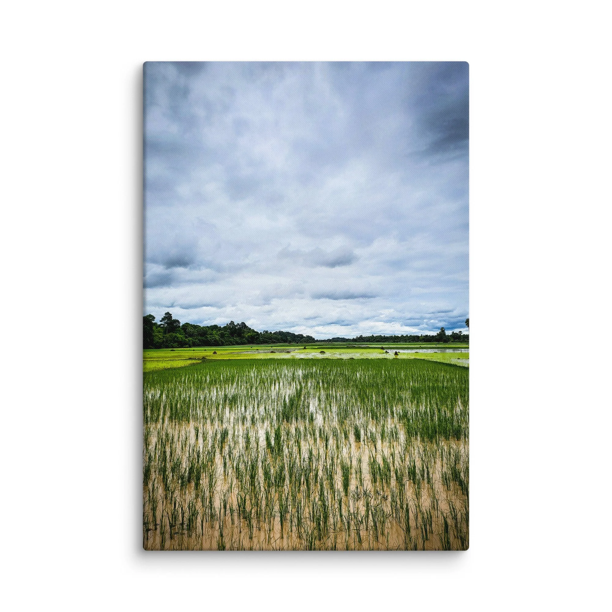 Vast green rice paddies under dramatic cloudy sky in rural Cambodia during monsoon season – travel photography canvas print wall art decor