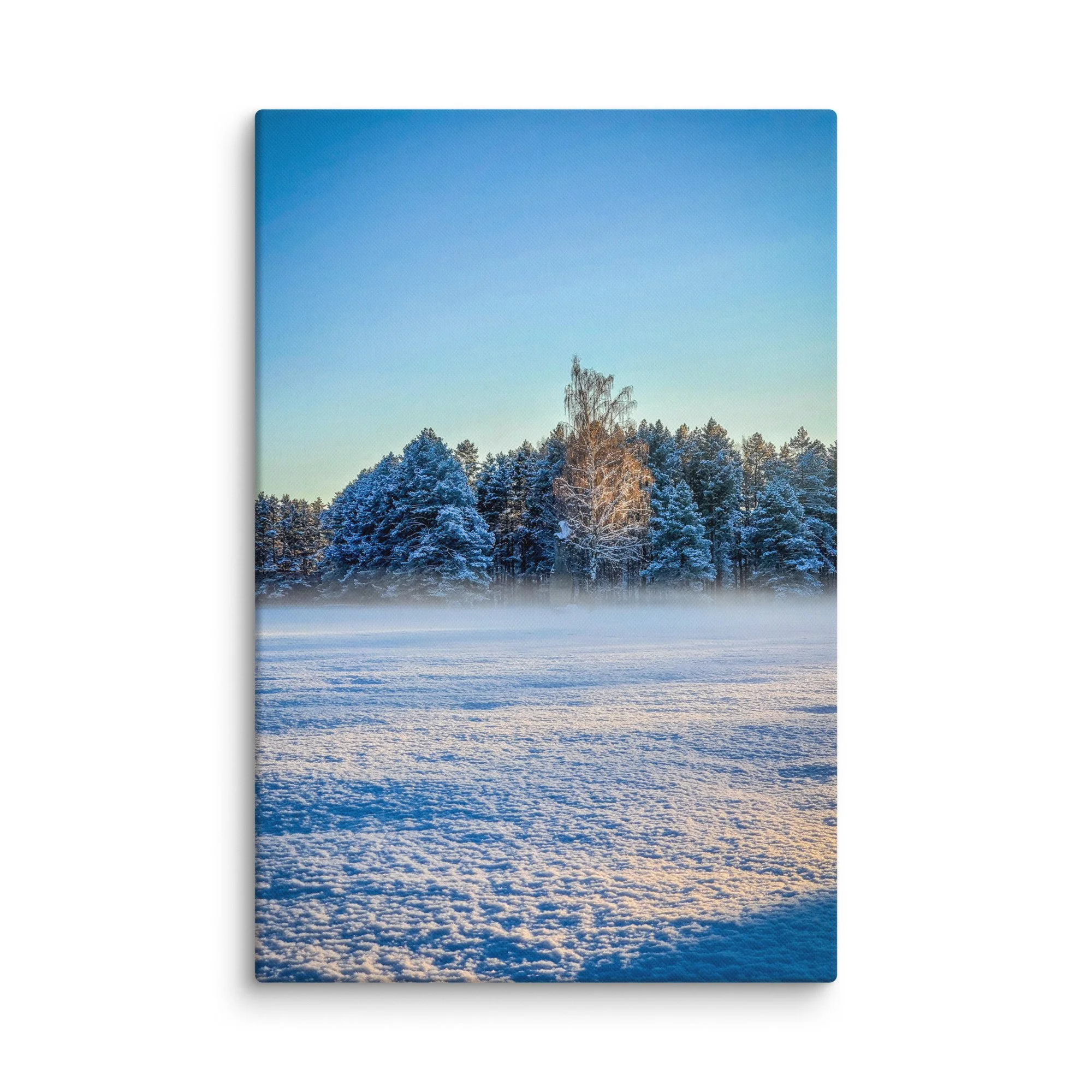 Snow-covered pine forest with single birch tree glowing in soft blue twilight in Latvia – Nordic winter travel photography canvas print wall art decor