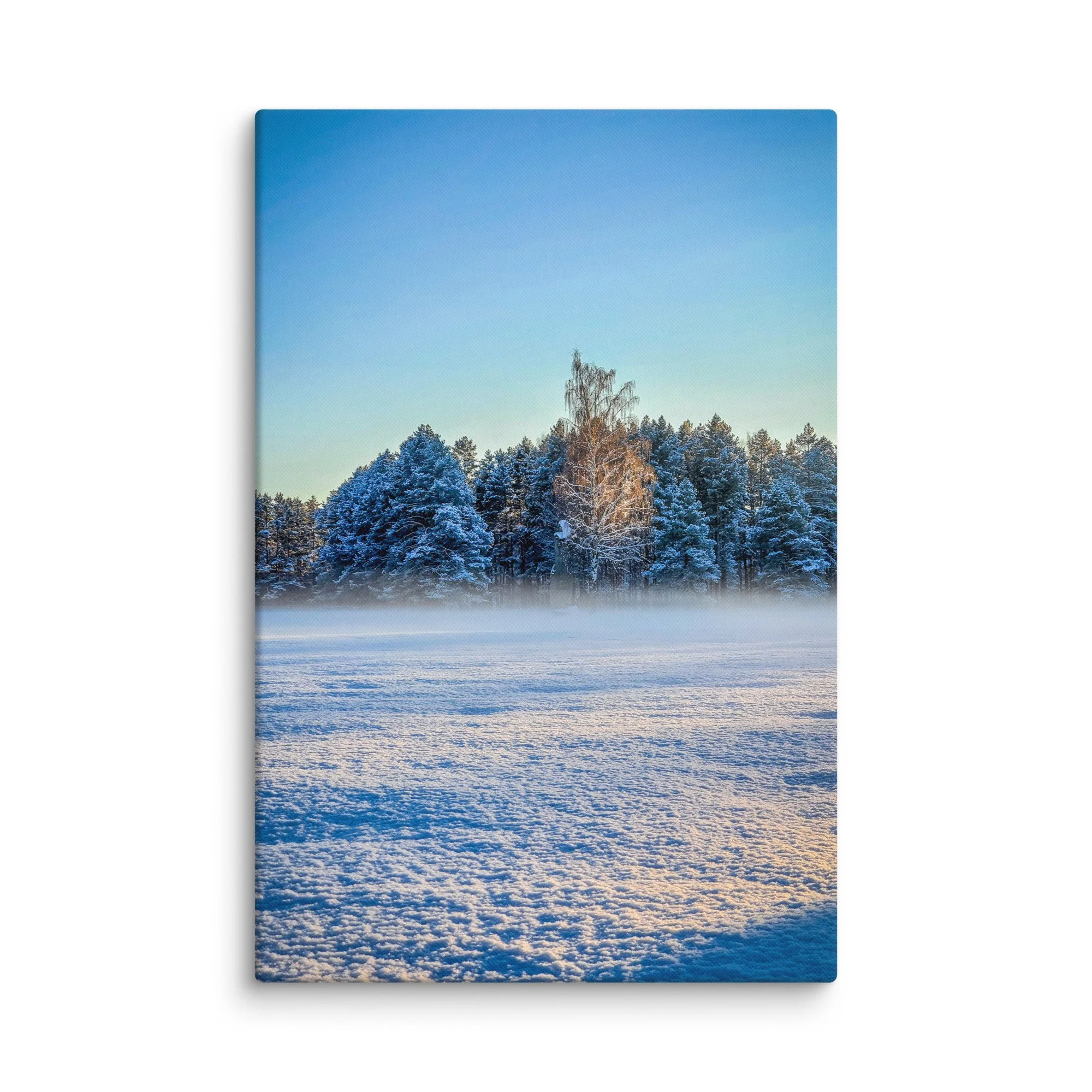 Snow-covered pine forest with single birch tree glowing in soft blue twilight in Latvia – Nordic winter travel photography canvas print wall art decor