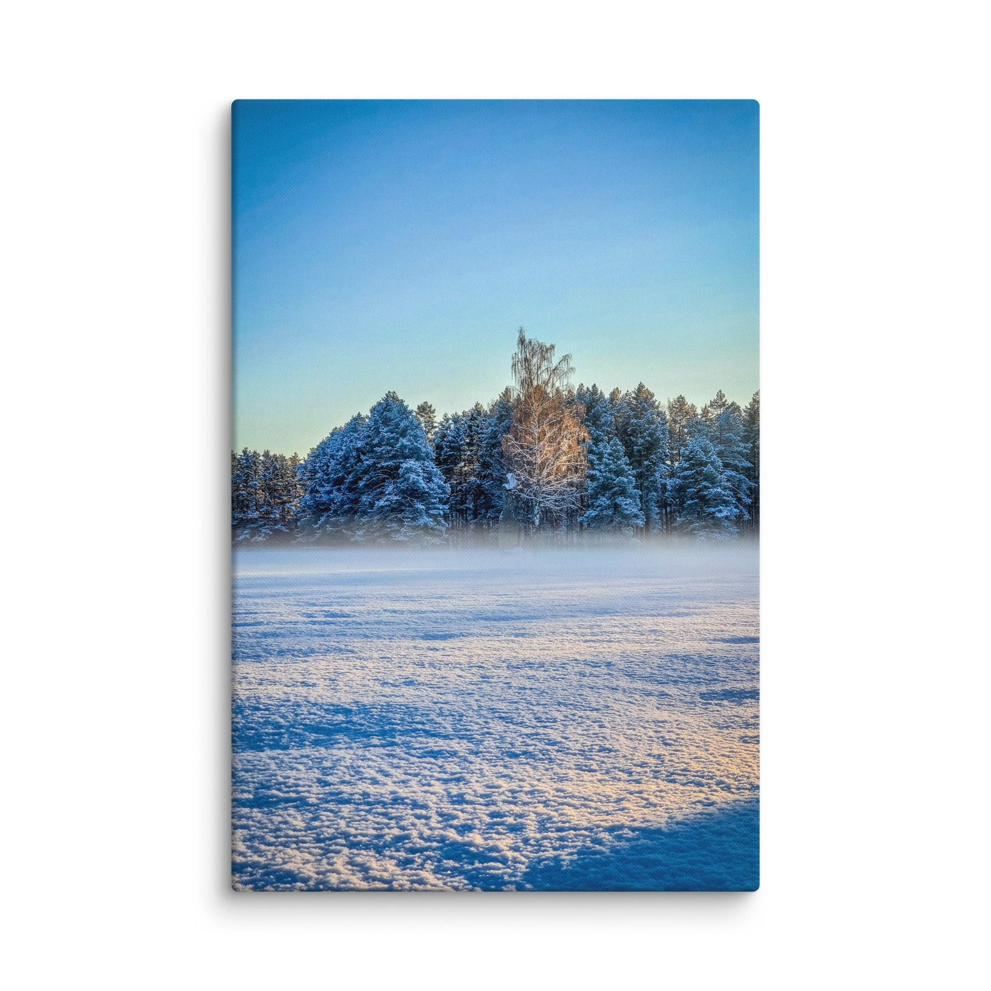 Snow-covered pine forest with single birch tree glowing in soft blue twilight in Latvia – Nordic winter travel photography canvas print wall art decor