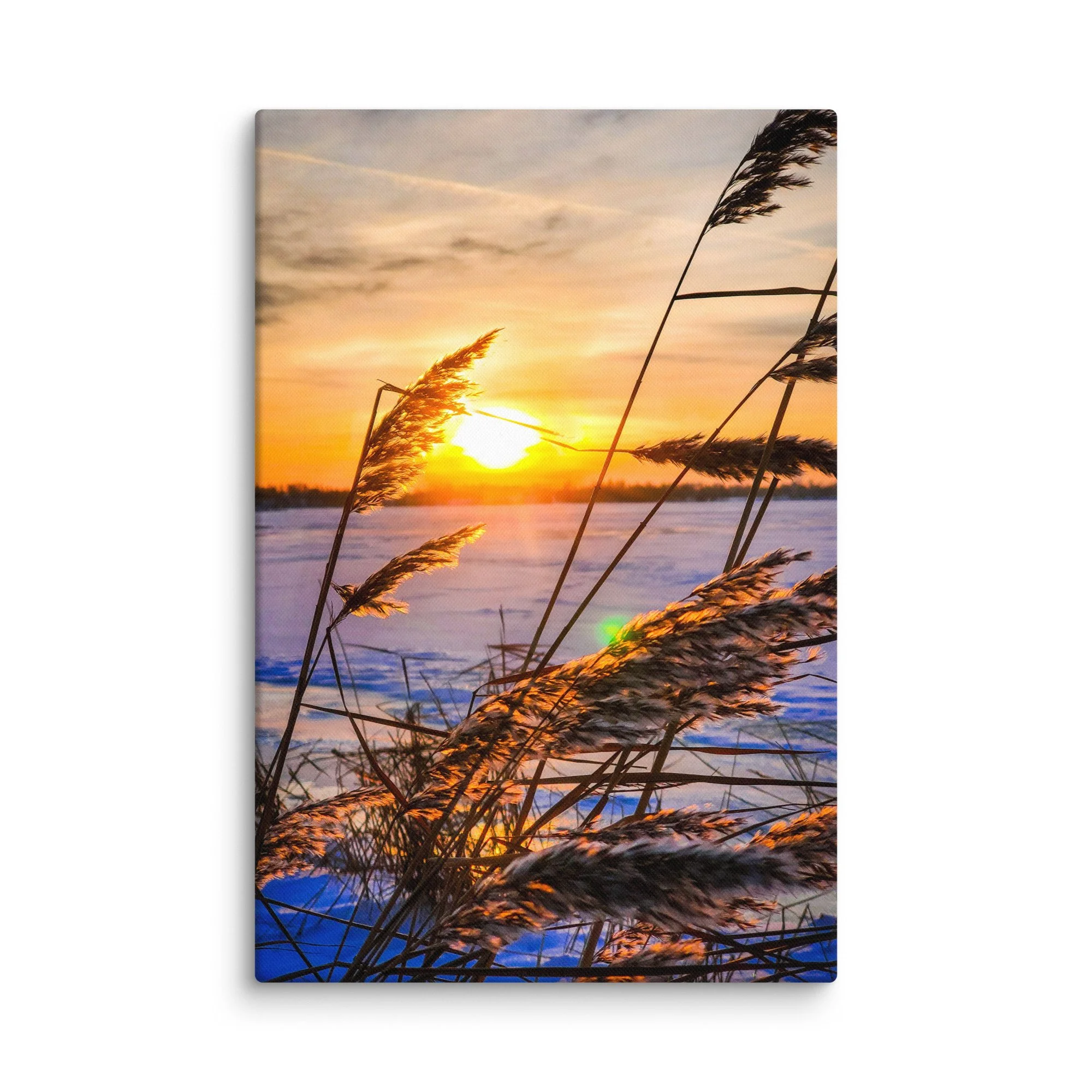 Frost-covered reeds glowing in golden sunset light over frozen Baltic coast in Latvia – winter travel photography canvas print wall art decor