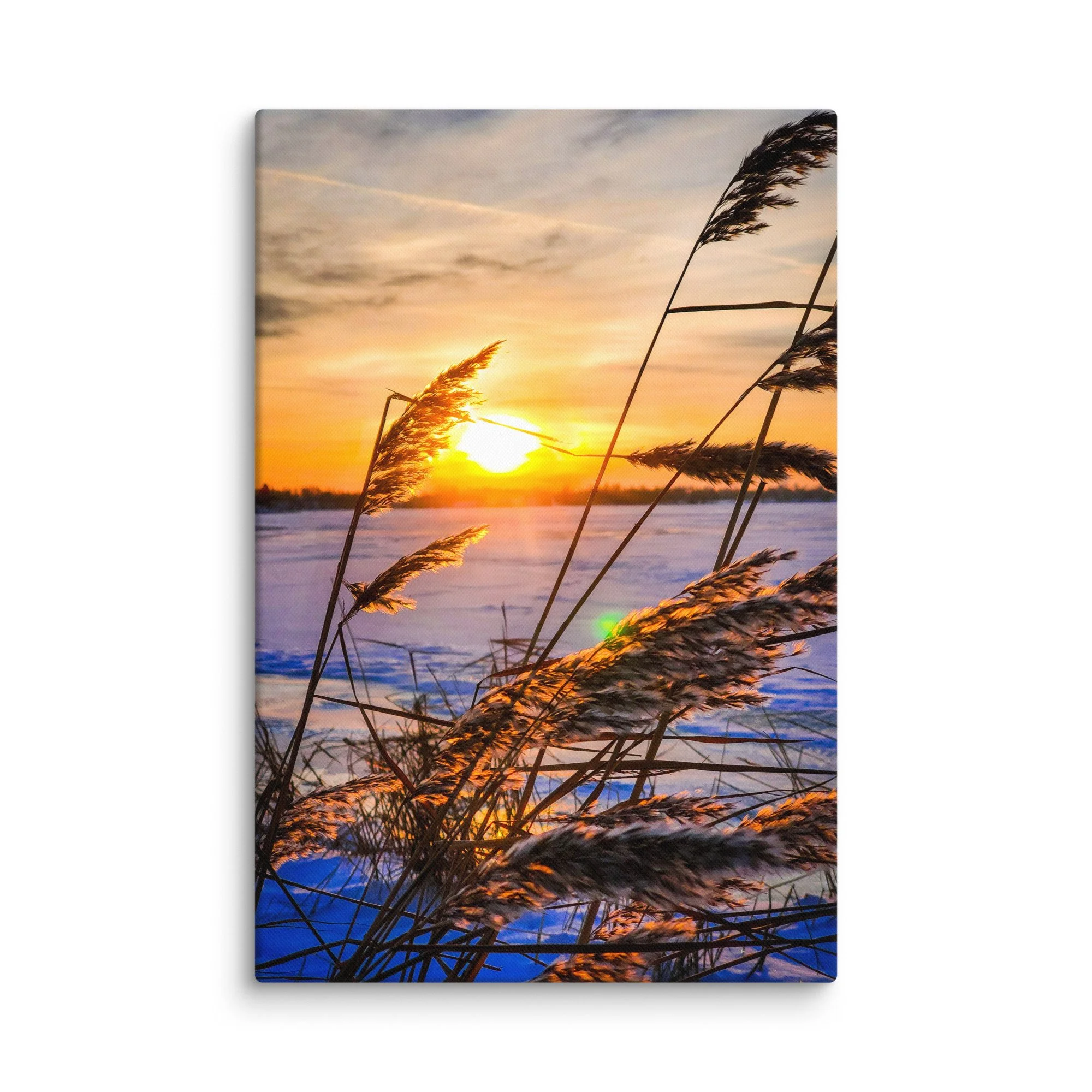 Frost-covered reeds glowing in golden sunset light over frozen Baltic coast in Latvia – winter travel photography canvas print wall art decor