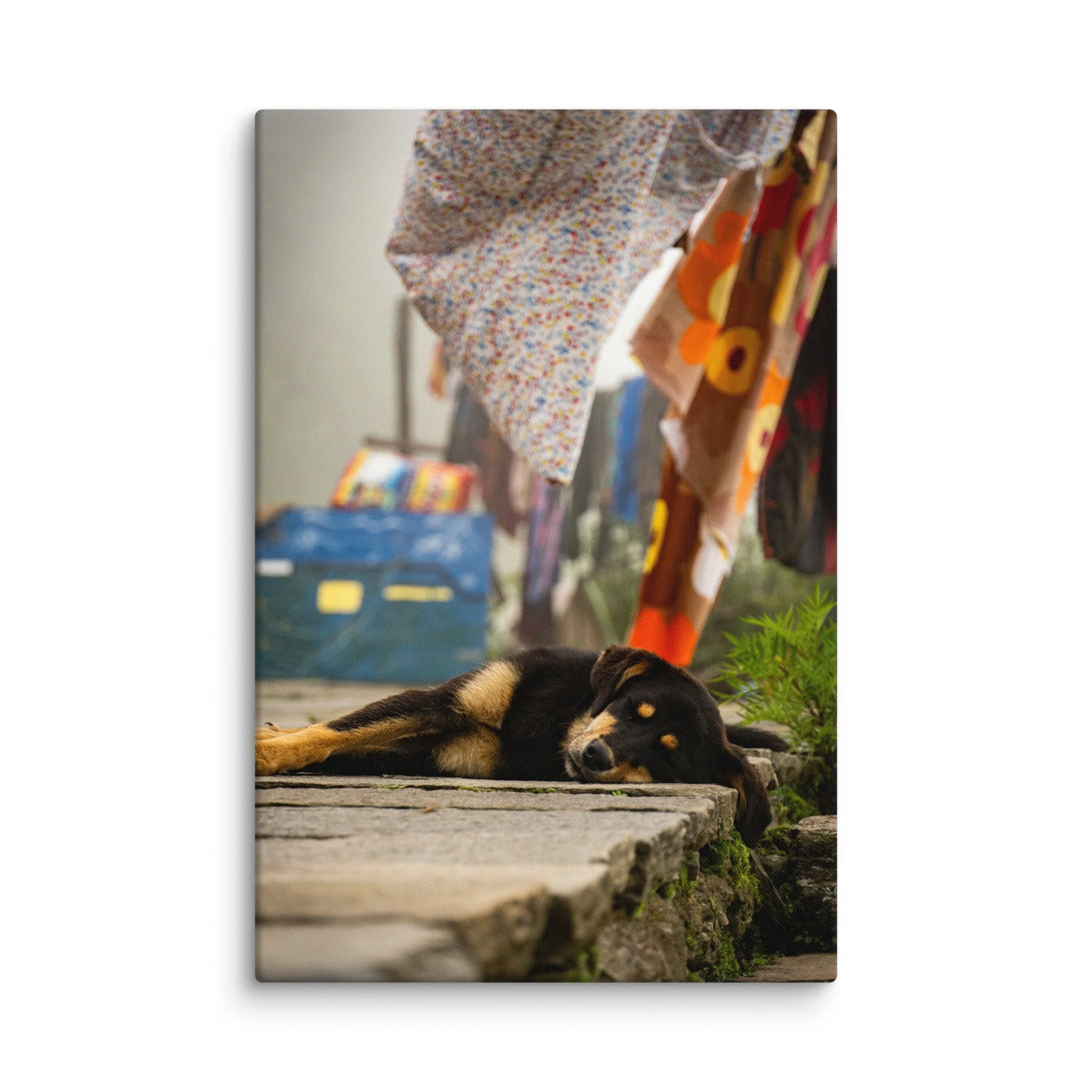 Relaxed street dog sleeping on stone steps surrounded by colorful hanging laundry in a traditional Nepali village – Himalayan travel photography canvas print wall art decor