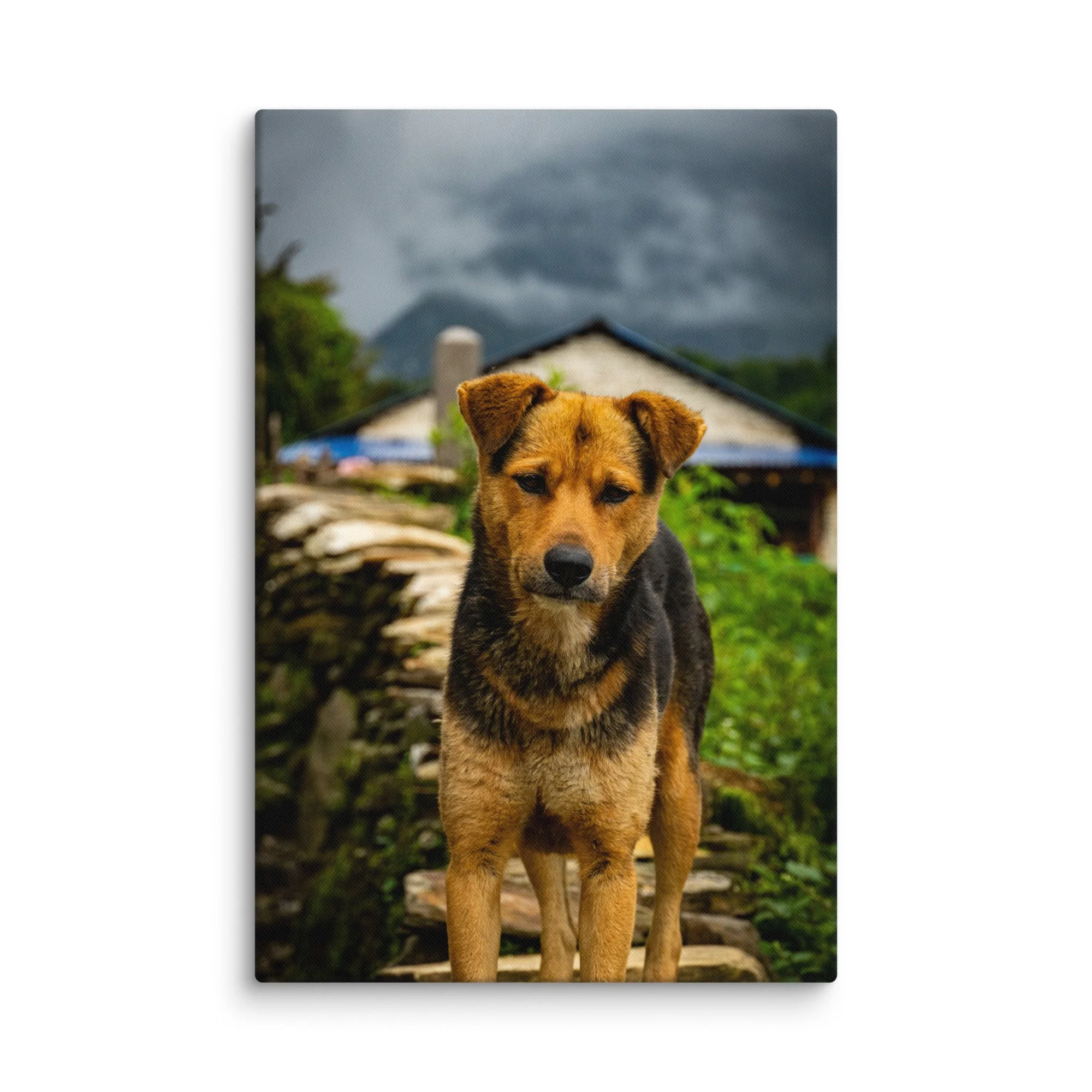 Curious tan-and-black street dog standing on stone steps in a traditional Nepali village with misty Himalayan mountains and dramatic clouds – cultural travel photography canvas print