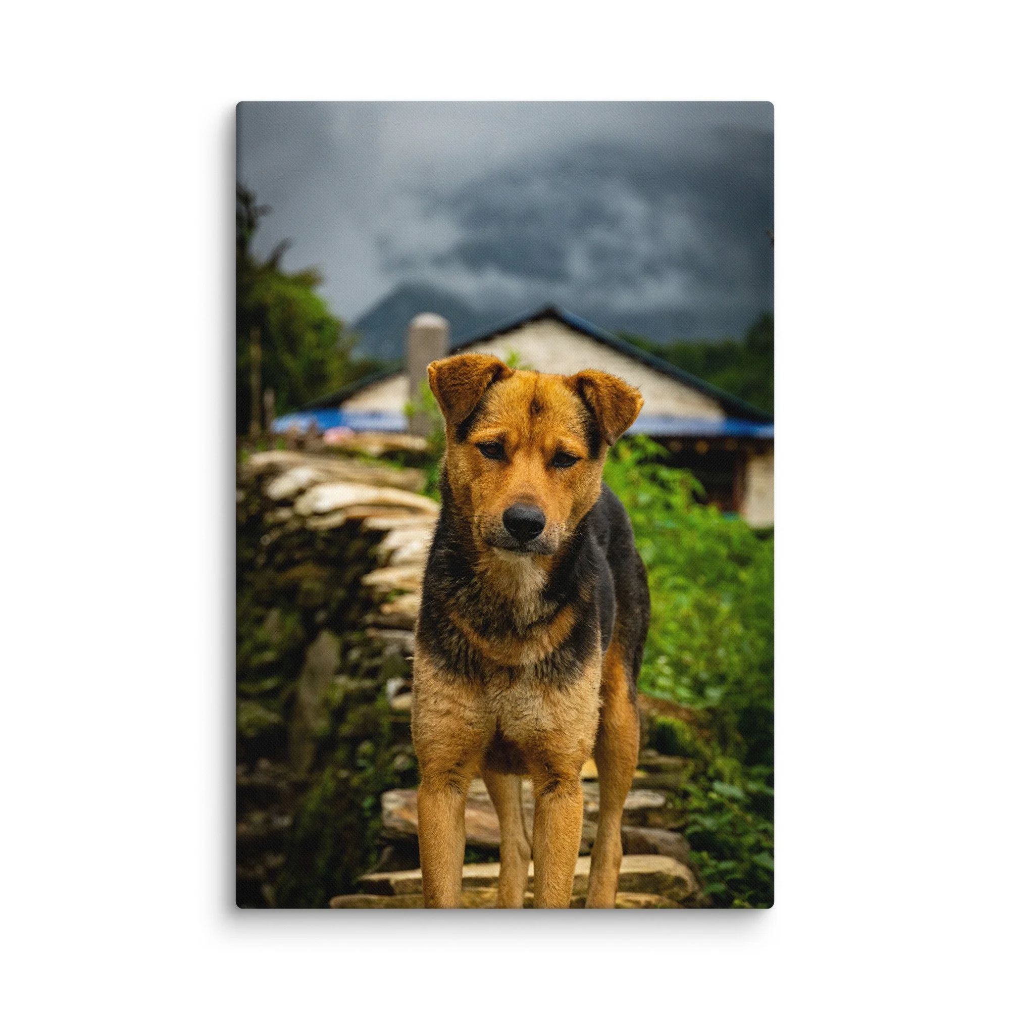 Curious tan-and-black street dog standing on stone steps in a traditional Nepali village with misty Himalayan mountains and dramatic clouds – cultural travel photography canvas print