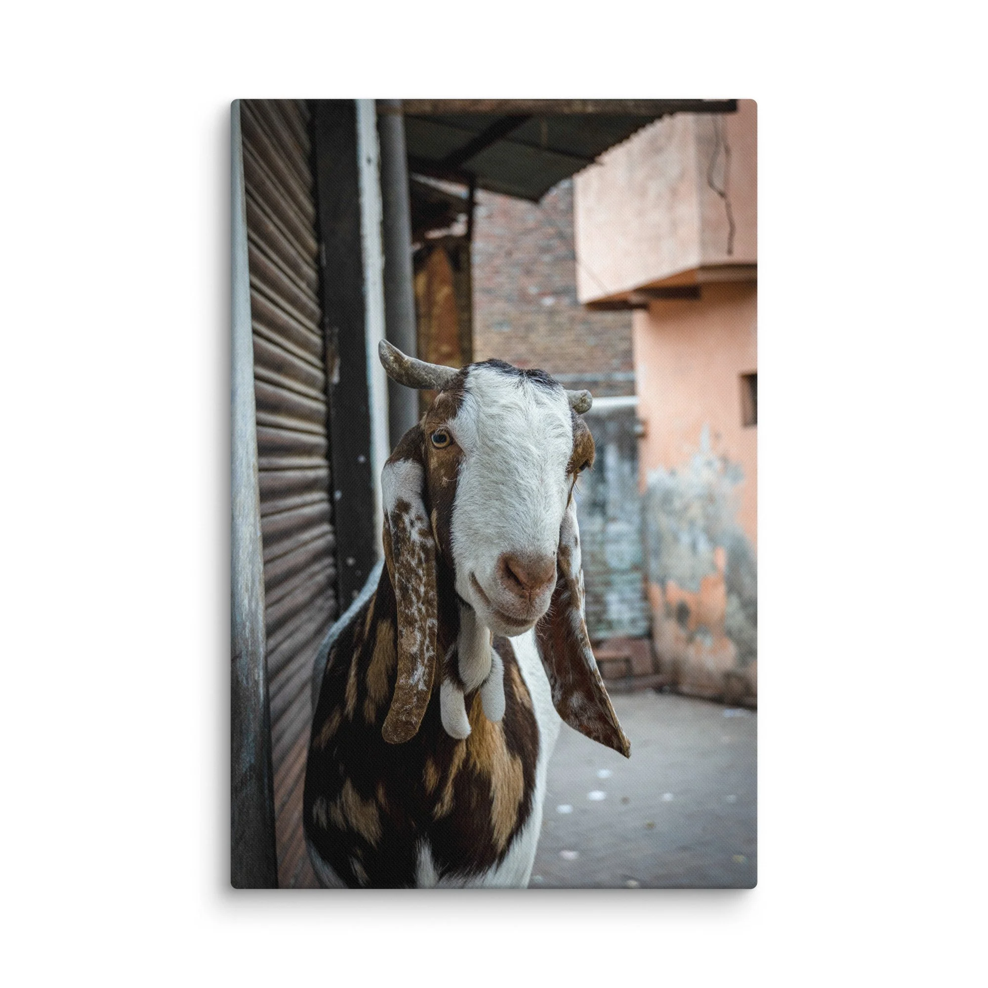 Curious brown-and-white goat standing in a narrow old street of Agra, India with closed shutters and colorful fabrics – cultural travel photography canvas print wall art decor