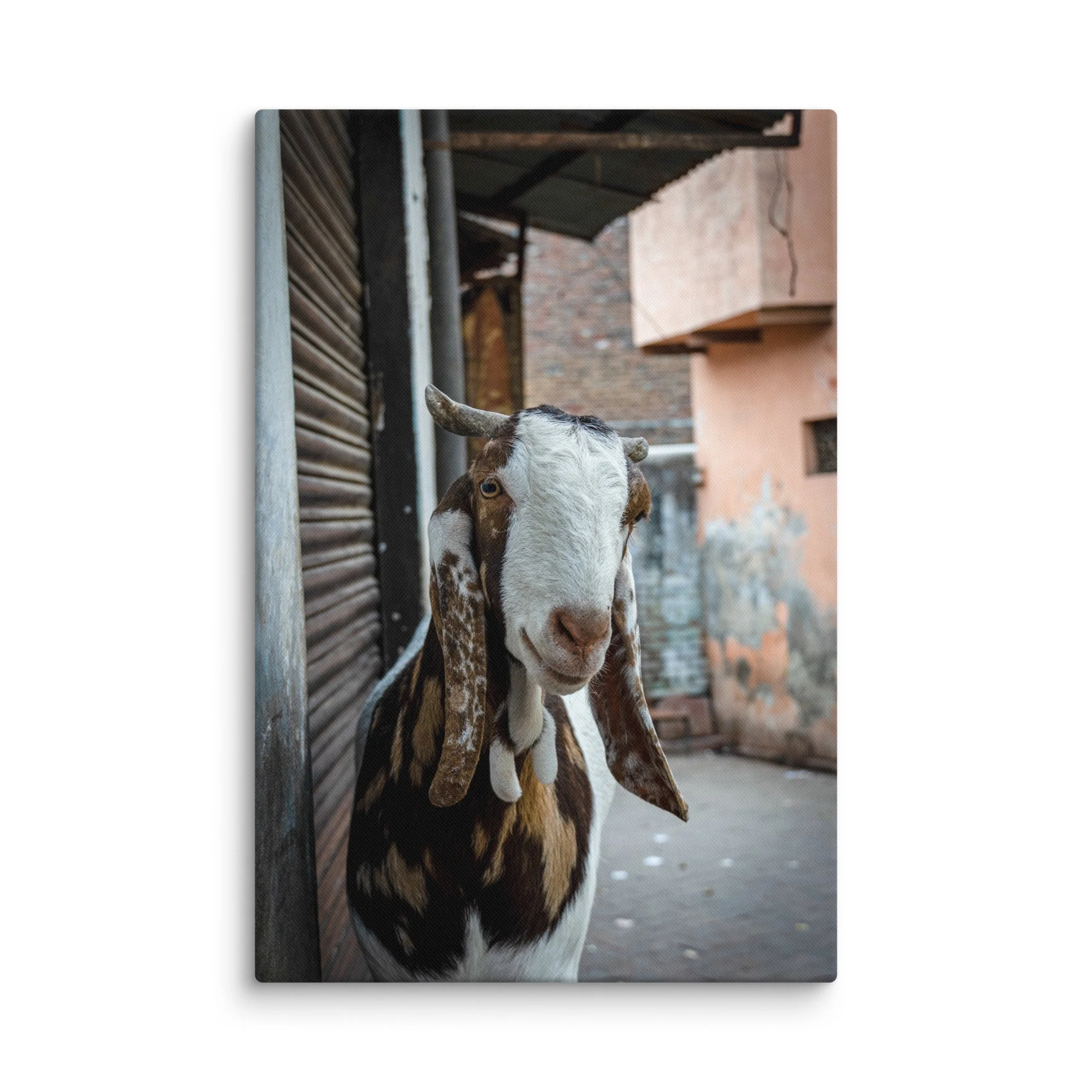 Curious brown-and-white goat standing in a narrow old street of Agra, India with closed shutters and colorful fabrics – cultural travel photography canvas print wall art decor
