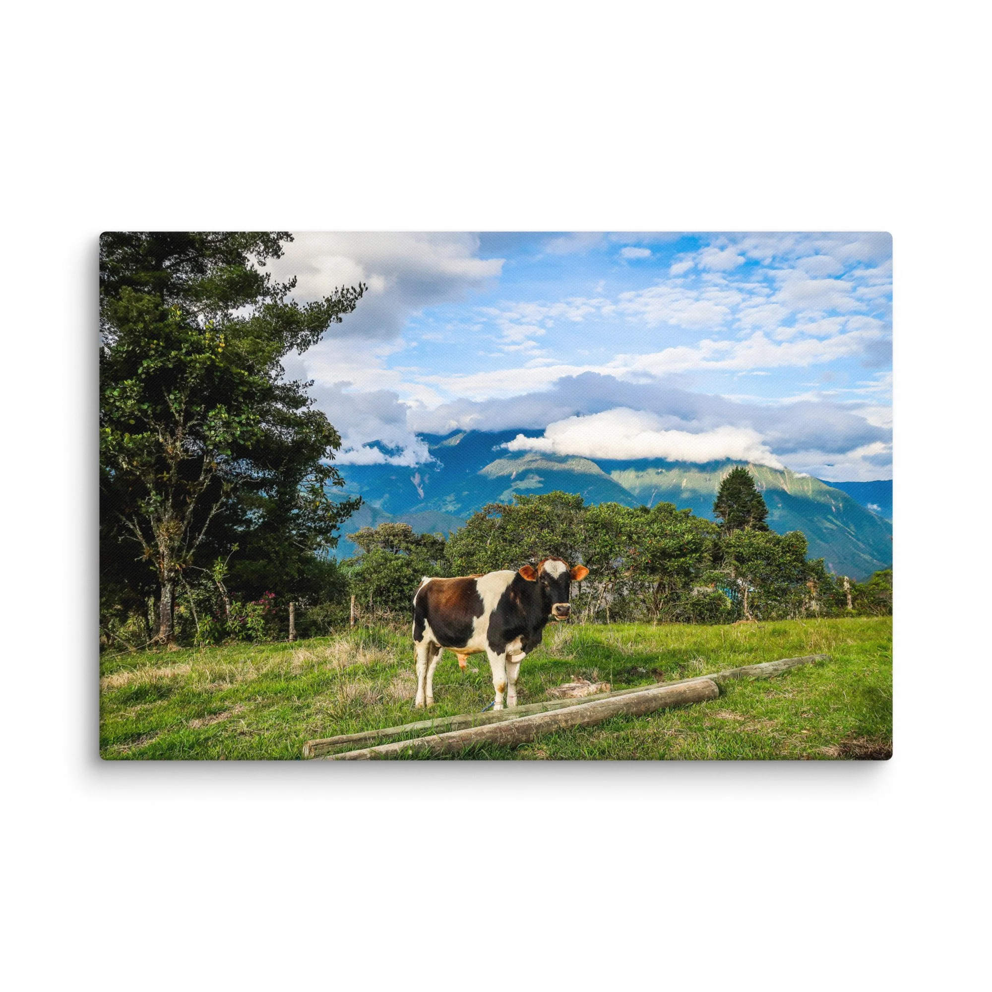 Curious black-and-white cow standing on green pasture with Andean mountains and dramatic clouds near Baños, Ecuador – highland travel photography canvas print wall art decor