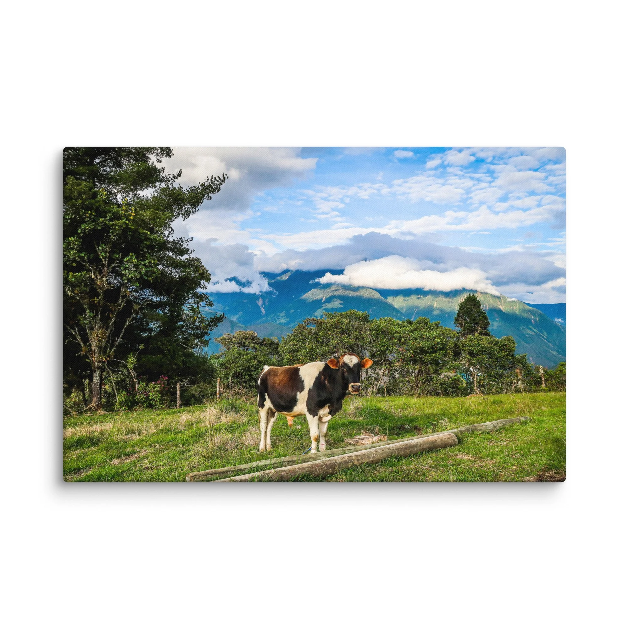 Curious black-and-white cow standing on green pasture with Andean mountains and dramatic clouds near Baños, Ecuador – highland travel photography canvas print wall art decor