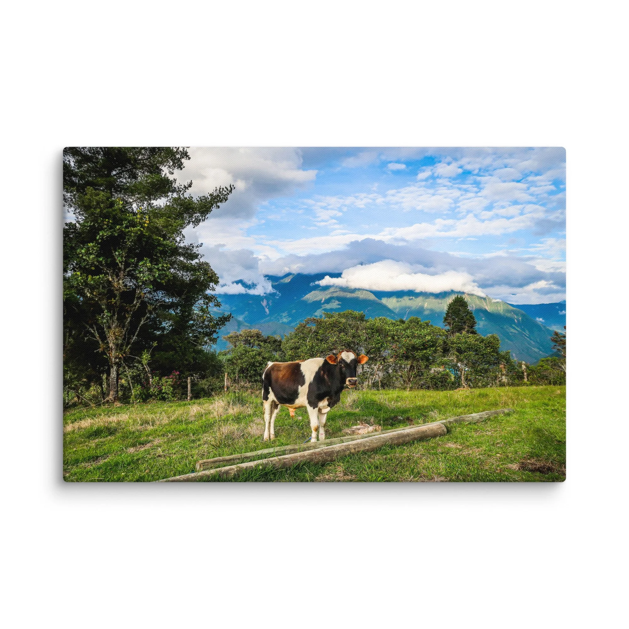 Curious black-and-white cow standing on green pasture with Andean mountains and dramatic clouds near Baños, Ecuador – highland travel photography canvas print wall art decor
