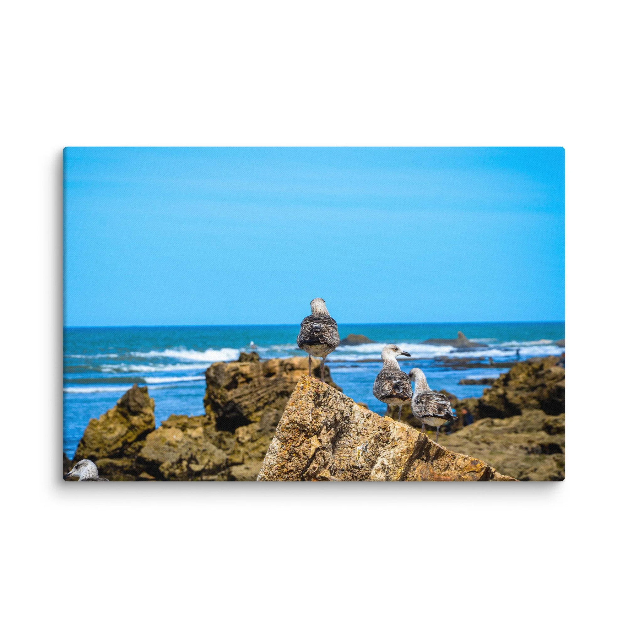 Three seagulls standing on dark rocks at the Atlantic coast near Essaouira, Morocco under bright blue sky and turquoise sea – coastal travel photography canvas print wall art decor