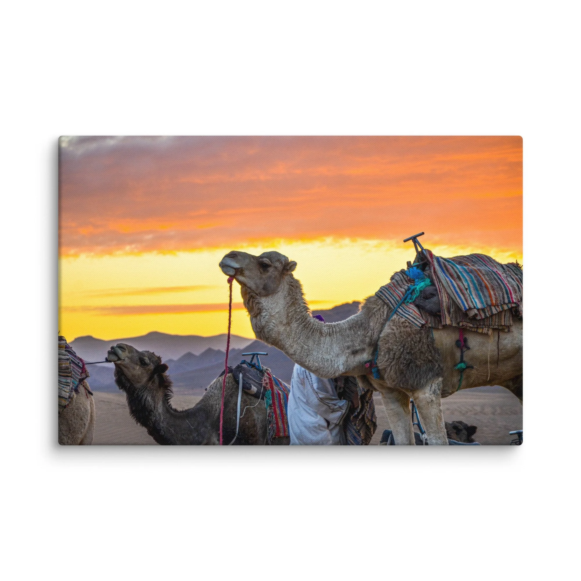 Group of dromedary camels with colorful Berber saddles resting in the Sahara Desert, Morocco at golden sunset with dramatic sky and dunes – desert travel photography canvas print
