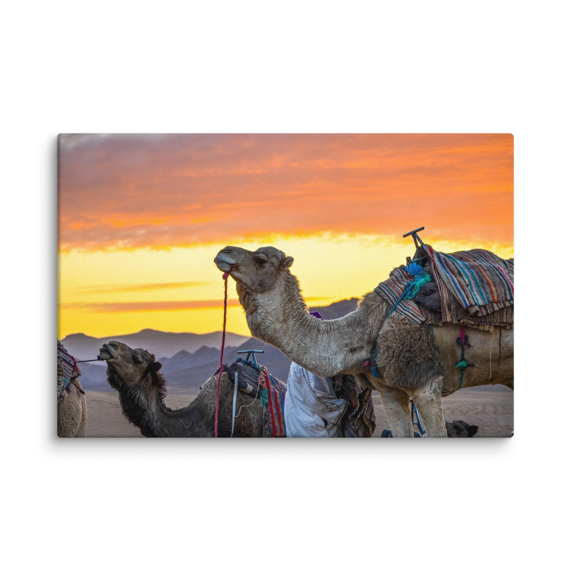 Group of dromedary camels with colorful Berber saddles resting in the Sahara Desert, Morocco at golden sunset with dramatic sky and dunes – desert travel photography canvas print