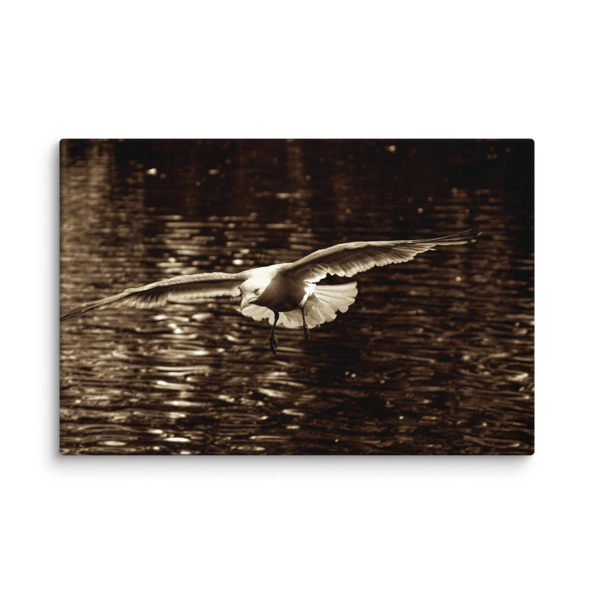 Seagull gliding over rippled water on Ireland’s dramatic Atlantic coast in beautiful sepia tones – Celtic travel photography canvas print wall art decor