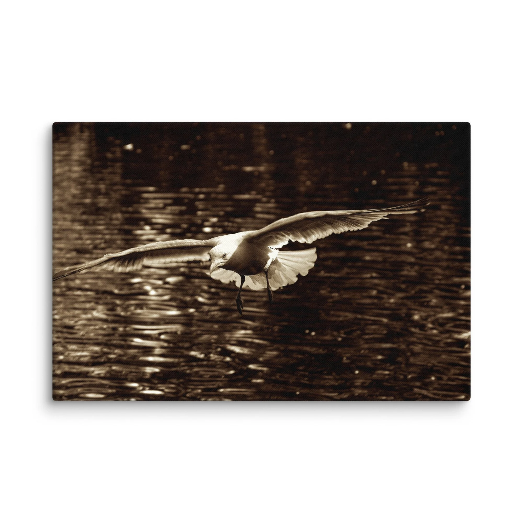Seagull gliding over rippled water on Ireland’s dramatic Atlantic coast in beautiful sepia tones – Celtic travel photography canvas print wall art decor