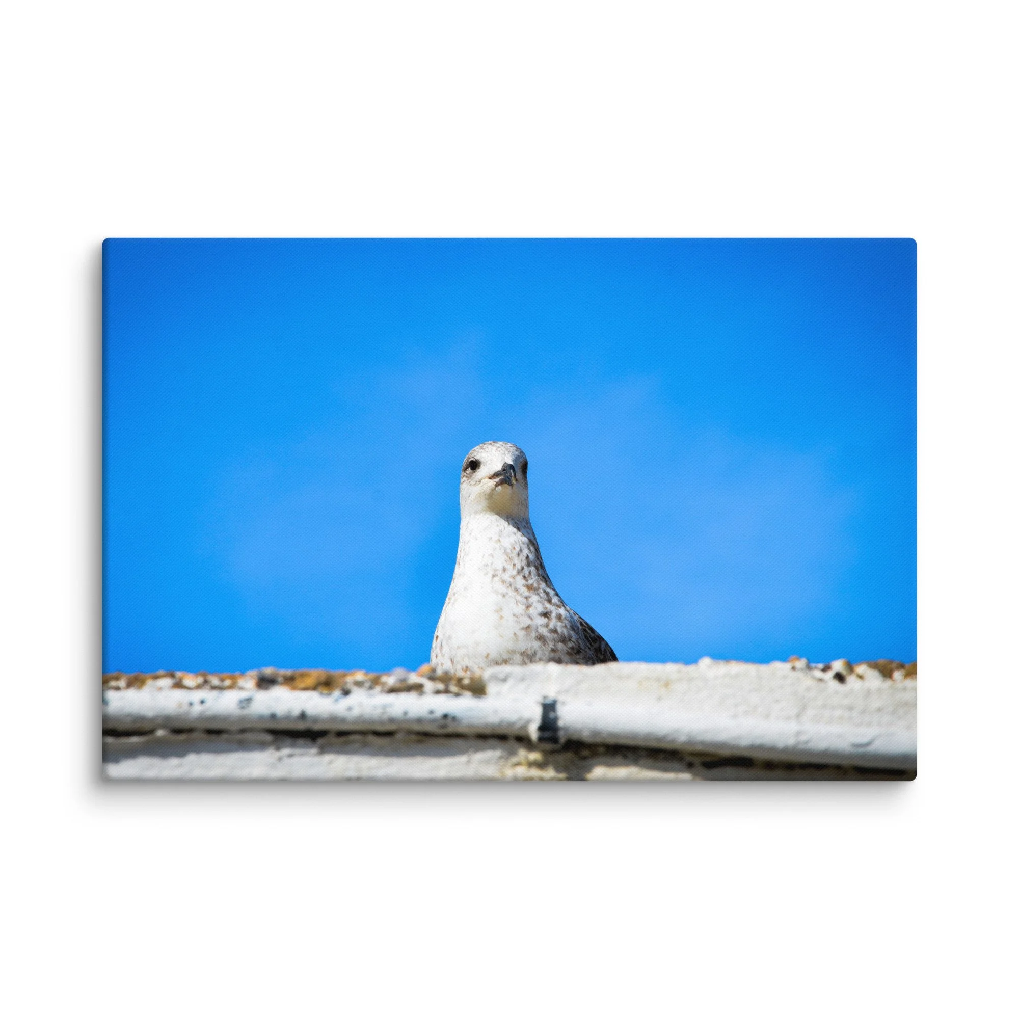 Curious seagull perched on whitewashed wall against vibrant blue sky in Essaouira, Morocco – coastal travel photography canvas print wall art decor