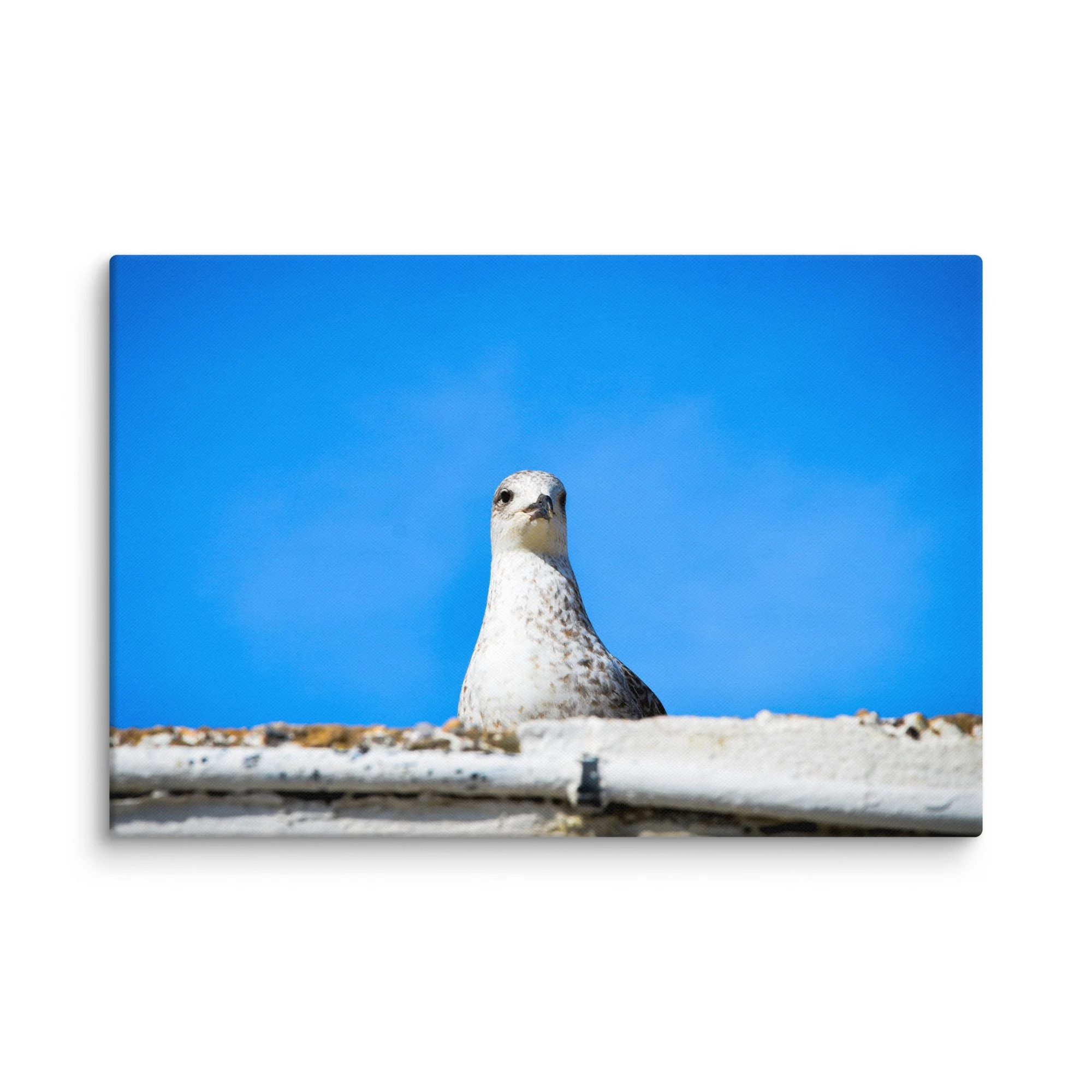Curious seagull perched on whitewashed wall against vibrant blue sky in Essaouira, Morocco – coastal travel photography canvas print wall art decor