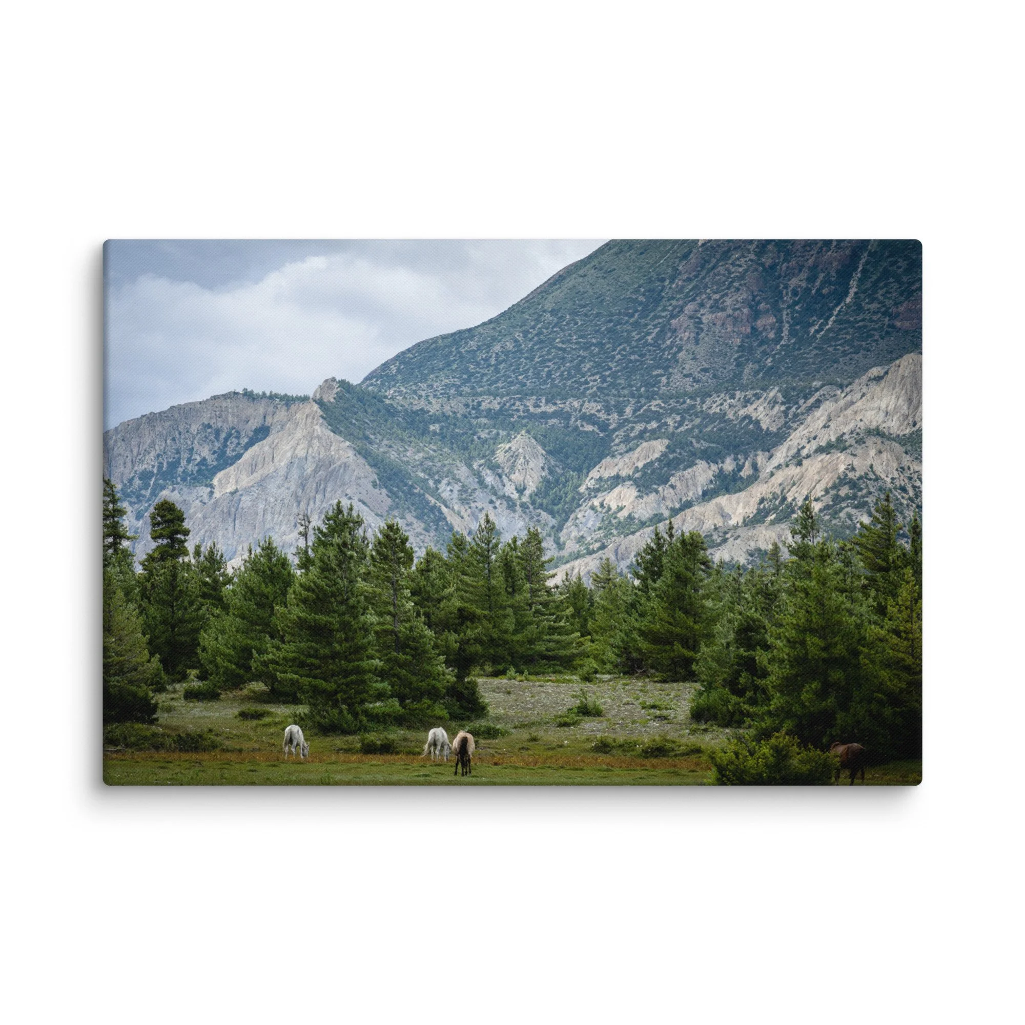 Grazing white and brown horses in a lush alpine meadow on the Annapurna Circuit, Nepal, with pine forests and towering Himalayan peaks under blue sky – high-altitude trekking travel