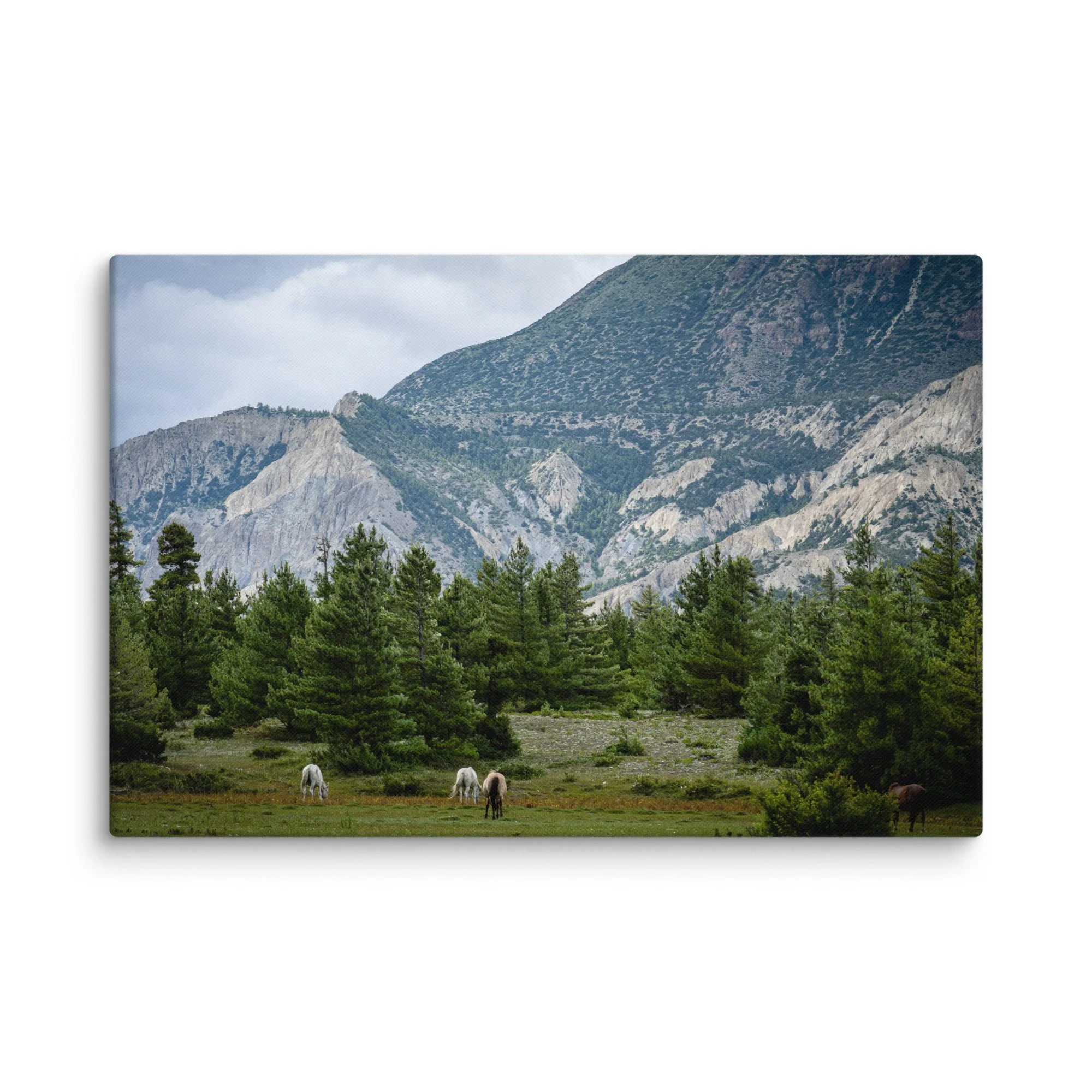 Grazing white and brown horses in a lush alpine meadow on the Annapurna Circuit, Nepal, with pine forests and towering Himalayan peaks under blue sky – high-altitude trekking travel