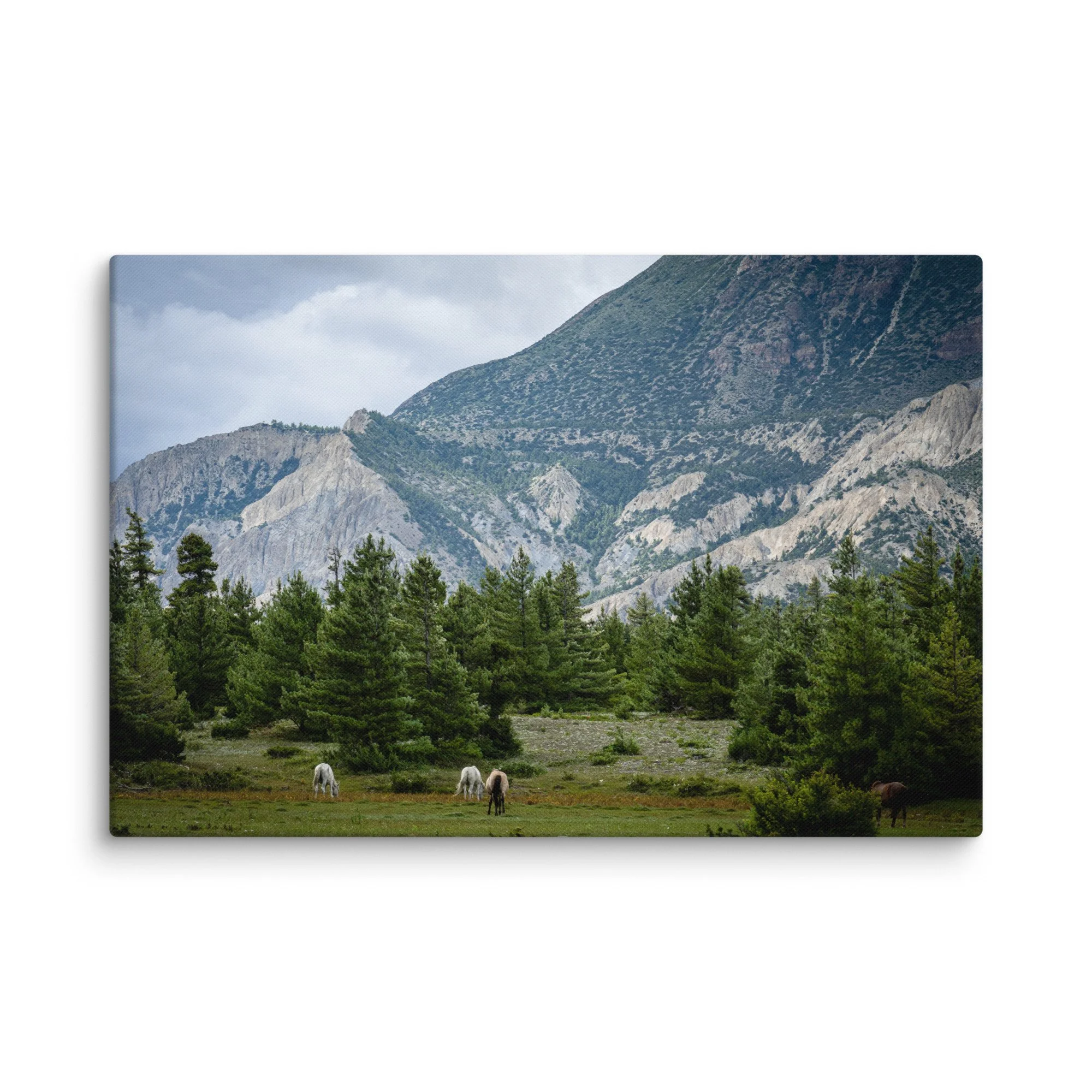 Grazing white and brown horses in a lush alpine meadow on the Annapurna Circuit, Nepal, with pine forests and towering Himalayan peaks under blue sky – high-altitude trekking travel