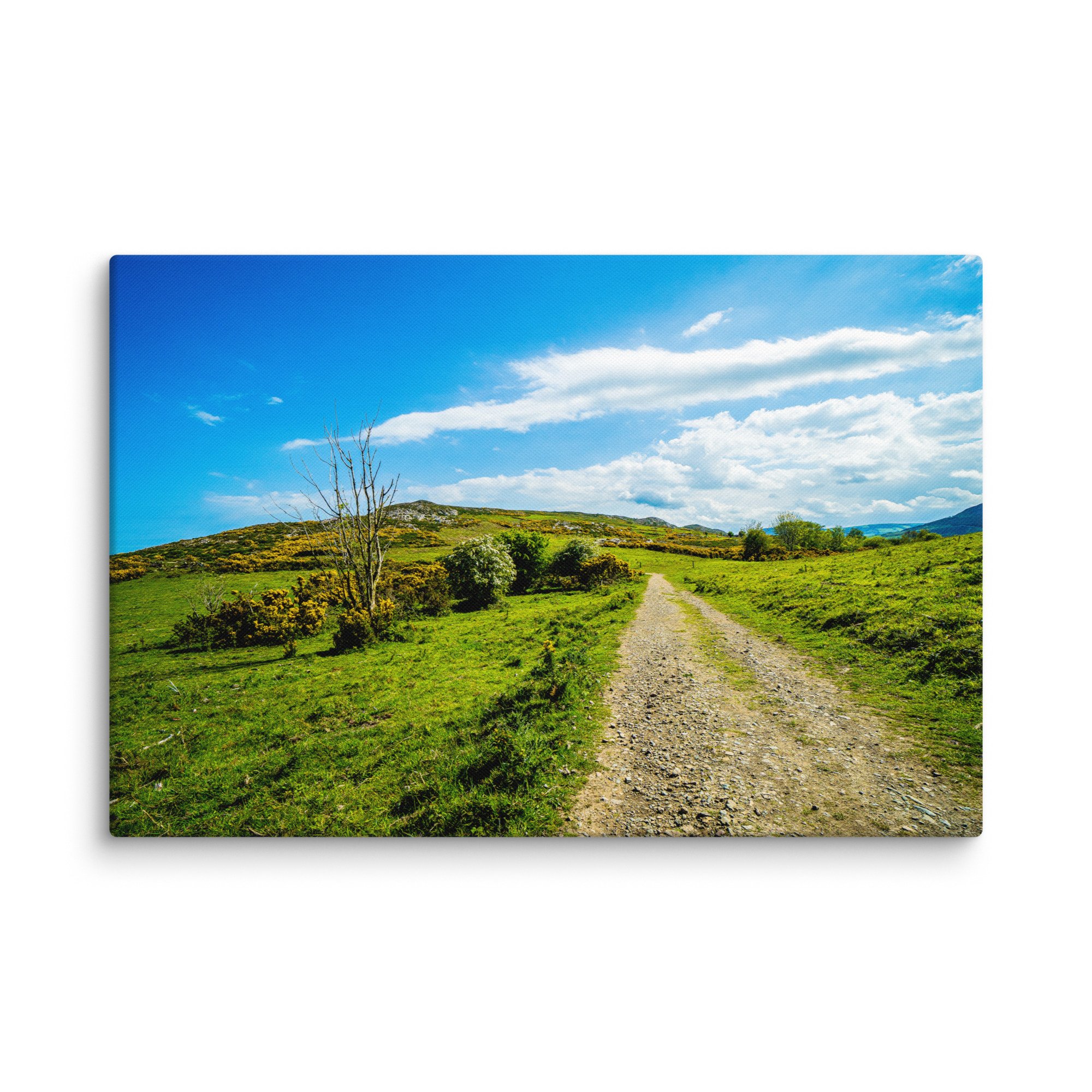 Sunlit gravel road winding through lush green Irish countryside hills with blooming gorse, birch trees and distant mountains under blue sky – Celtic rural travel photography canvas print