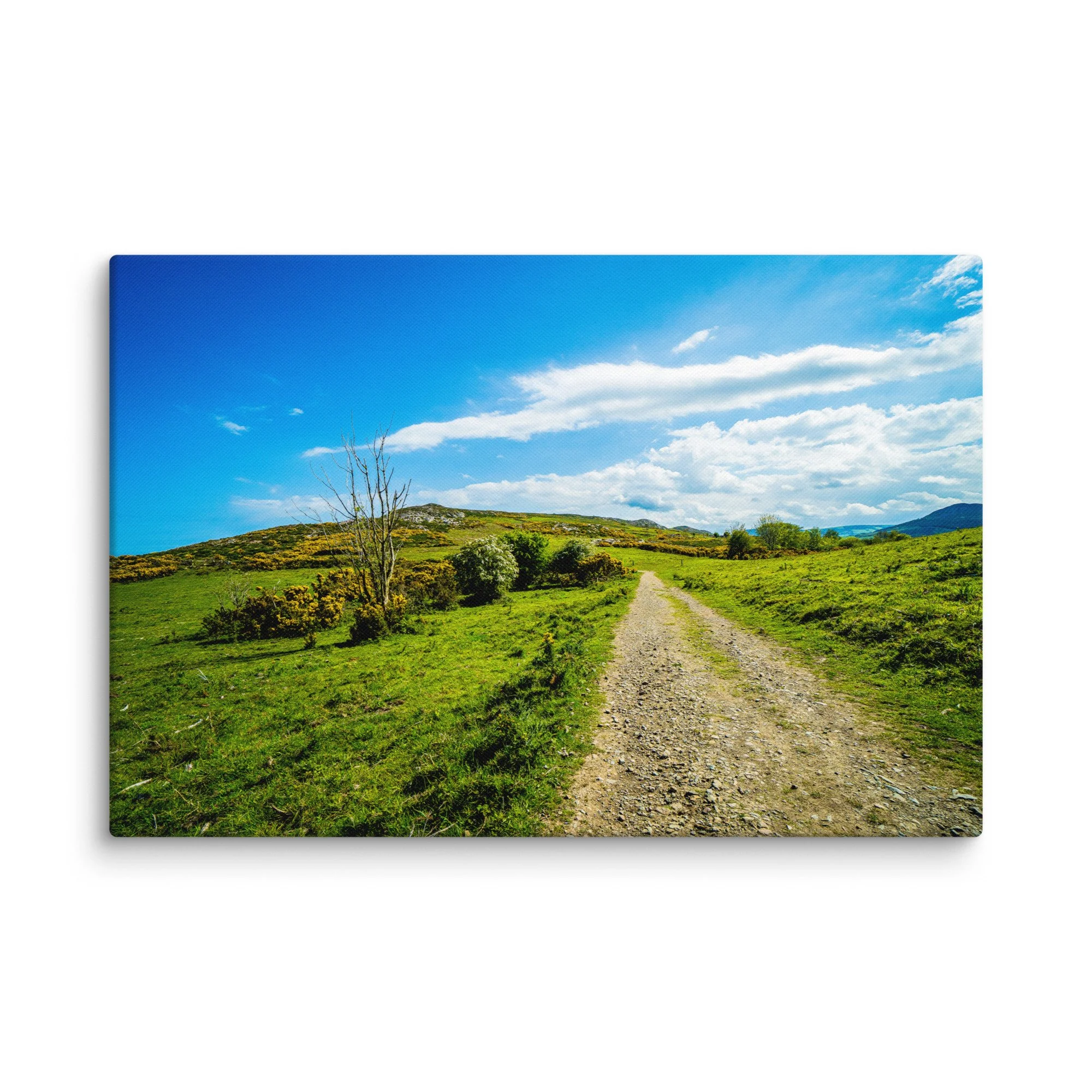 Sunlit gravel road winding through lush green Irish countryside hills with blooming gorse, birch trees and distant mountains under blue sky – Celtic rural travel photography canvas print