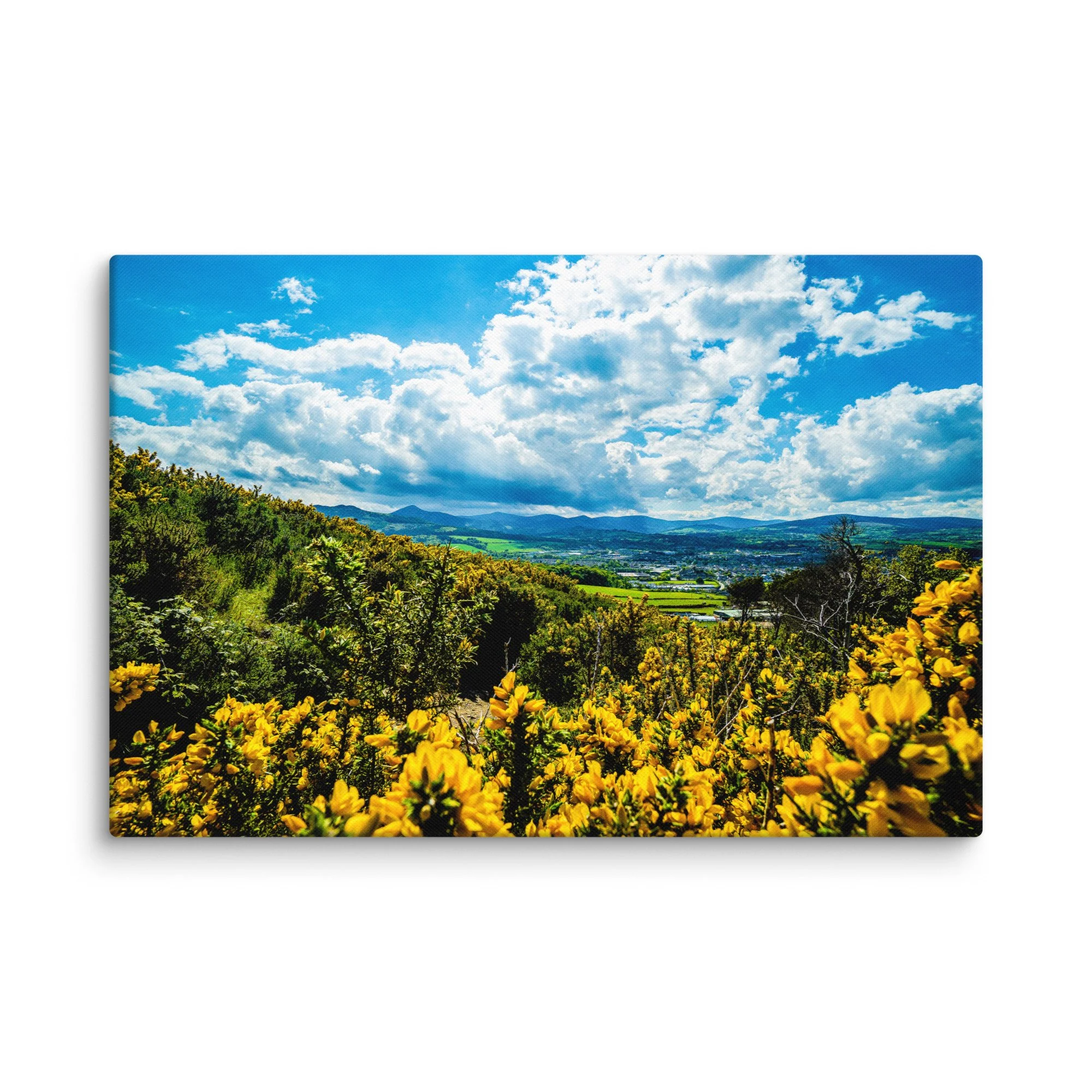 Vibrant yellow gorse in full bloom on green Irish hills overlooking rolling valleys, distant town and mountains under bright blue sky – Celtic countryside travel photography canvas print