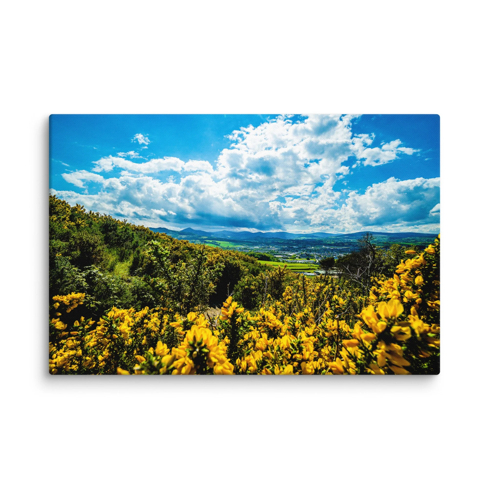 Vibrant yellow gorse in full bloom on green Irish hills overlooking rolling valleys, distant town and mountains under bright blue sky – Celtic countryside travel photography canvas print