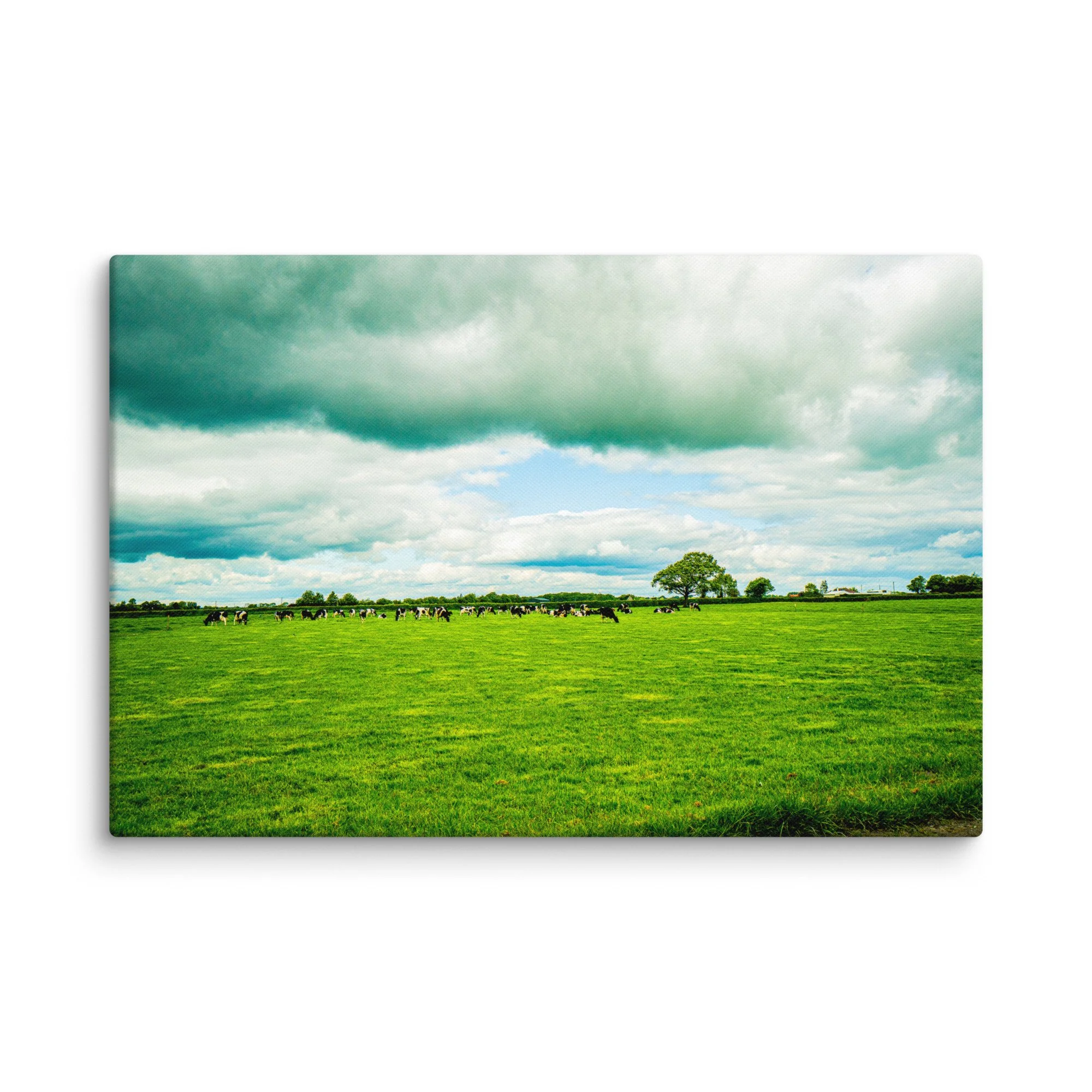Herd of black-and-white cows grazing in lush green Irish meadow under dramatic cloudy sky with solitary oak tree – Celtic rural travel photography canvas print wall art decor