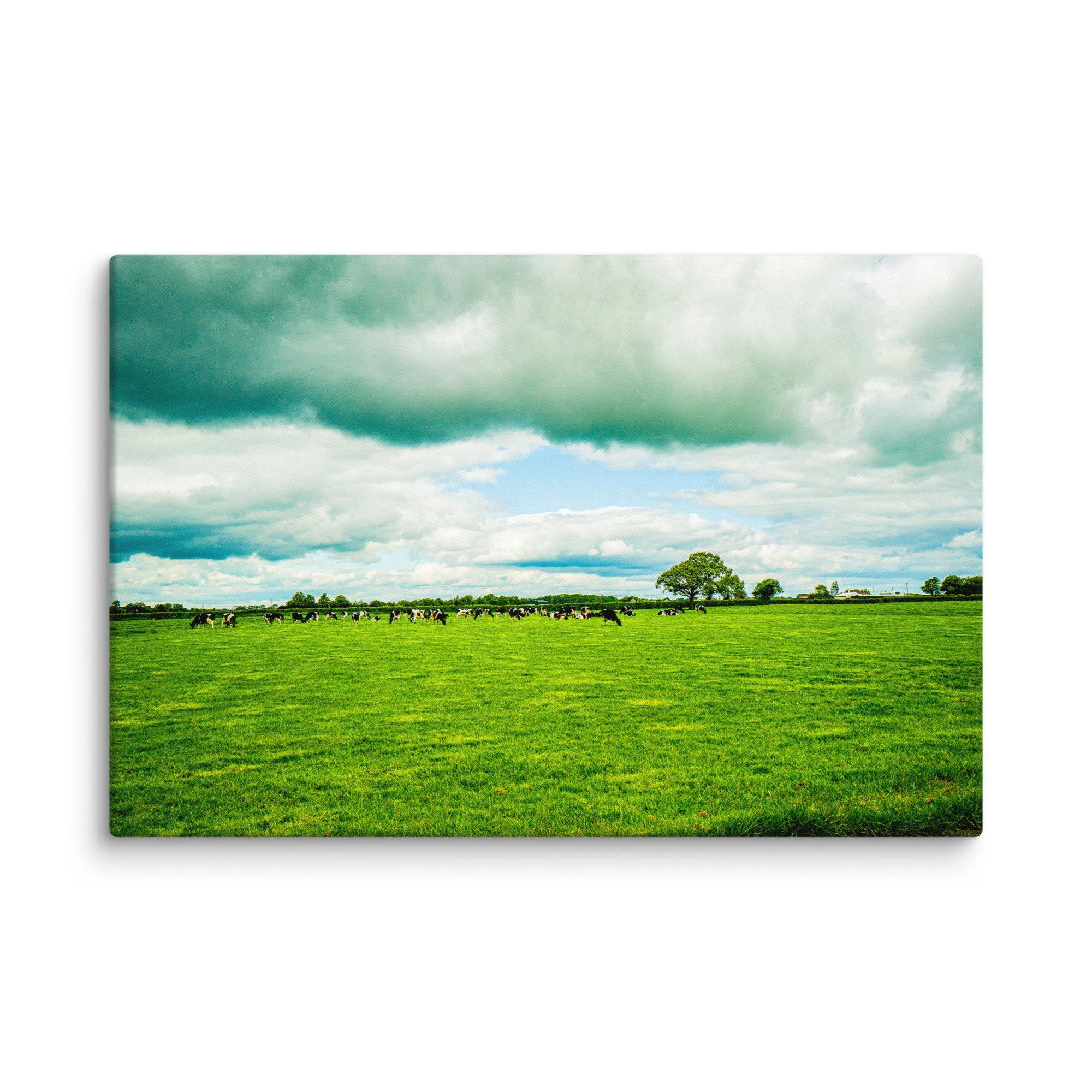 Herd of black-and-white cows grazing in lush green Irish meadow under dramatic cloudy sky with solitary oak tree – Celtic rural travel photography canvas print wall art decor