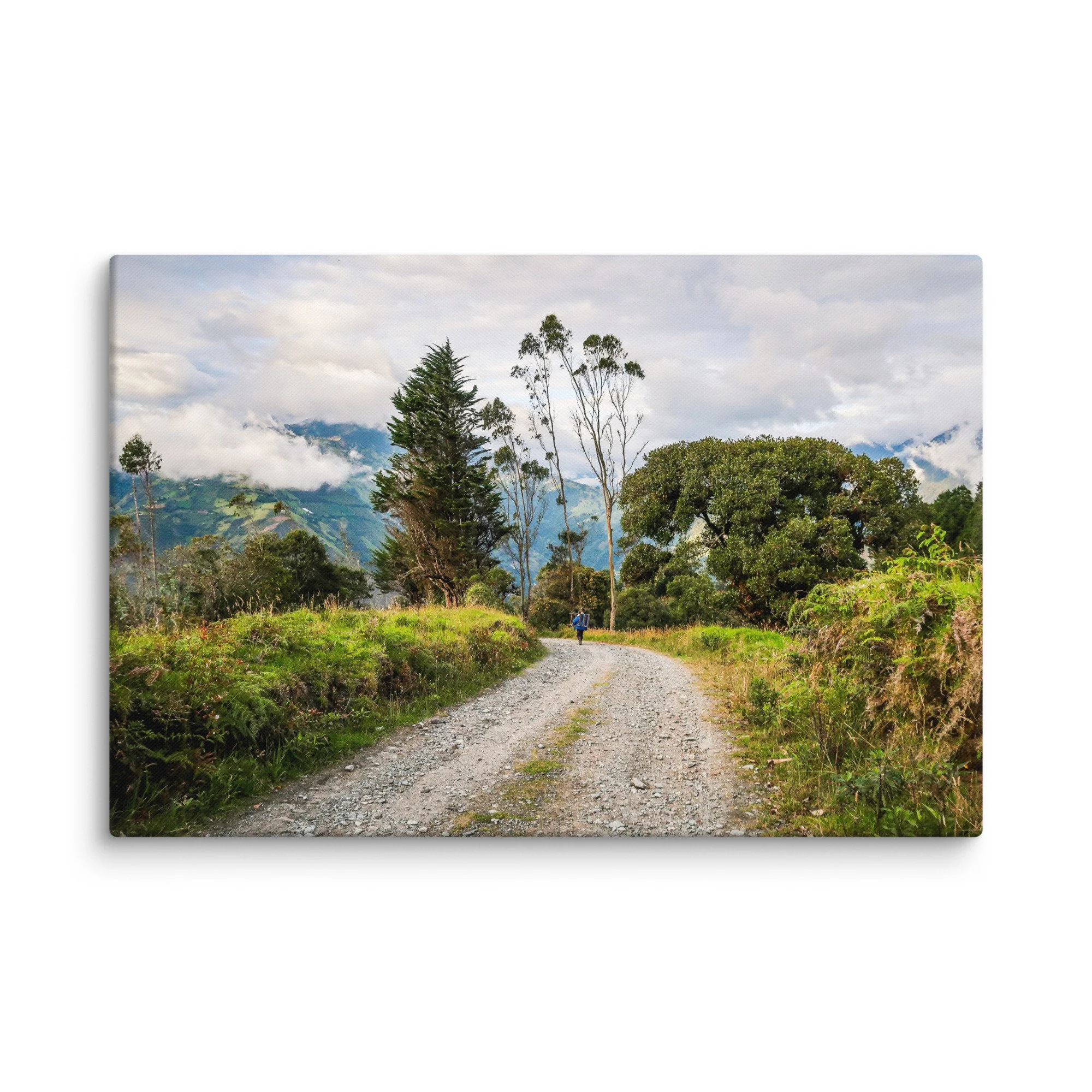 Lone trekker walking along a gravel road through lush Andean highlands with towering eucalyptus trees and misty volcanic peaks, Ecuador – high-altitude trekking travel photography