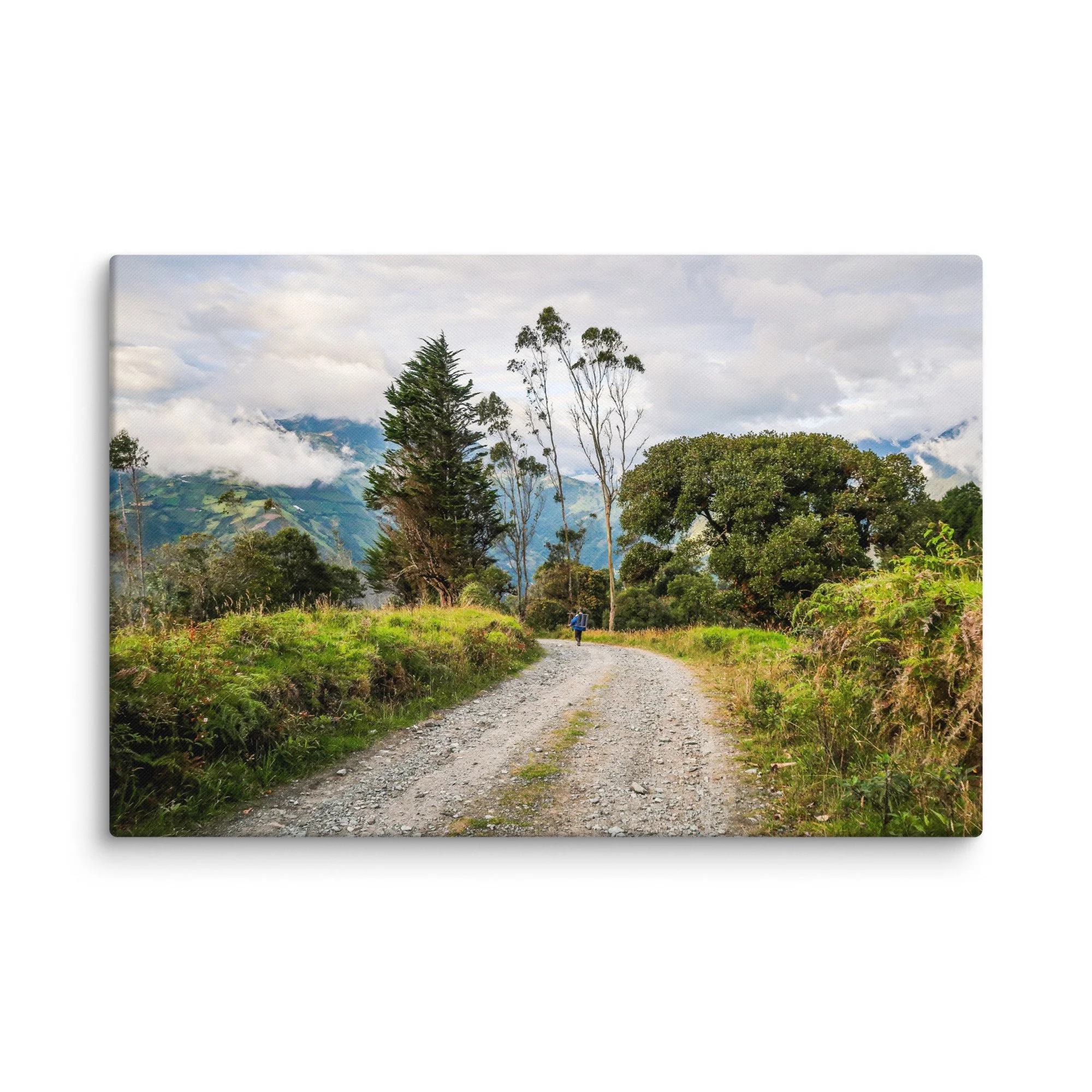 Lone trekker walking along a gravel road through lush Andean highlands with towering eucalyptus trees and misty volcanic peaks, Ecuador – high-altitude trekking travel photography