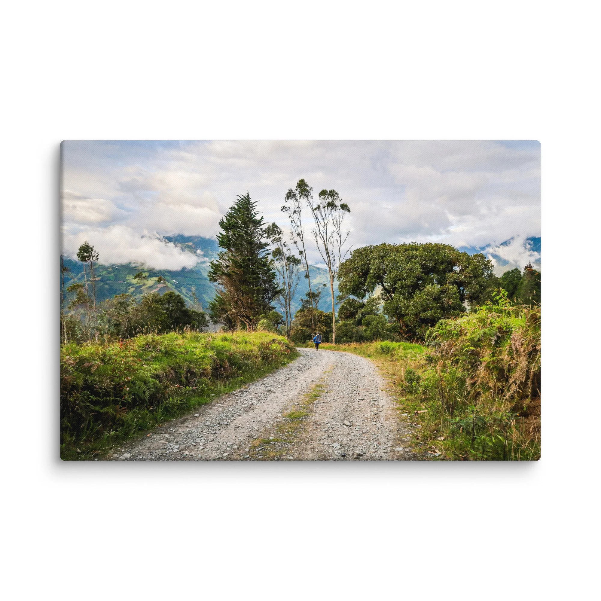 Lone trekker walking along a gravel road through lush Andean highlands with towering eucalyptus trees and misty volcanic peaks, Ecuador – high-altitude trekking travel photography