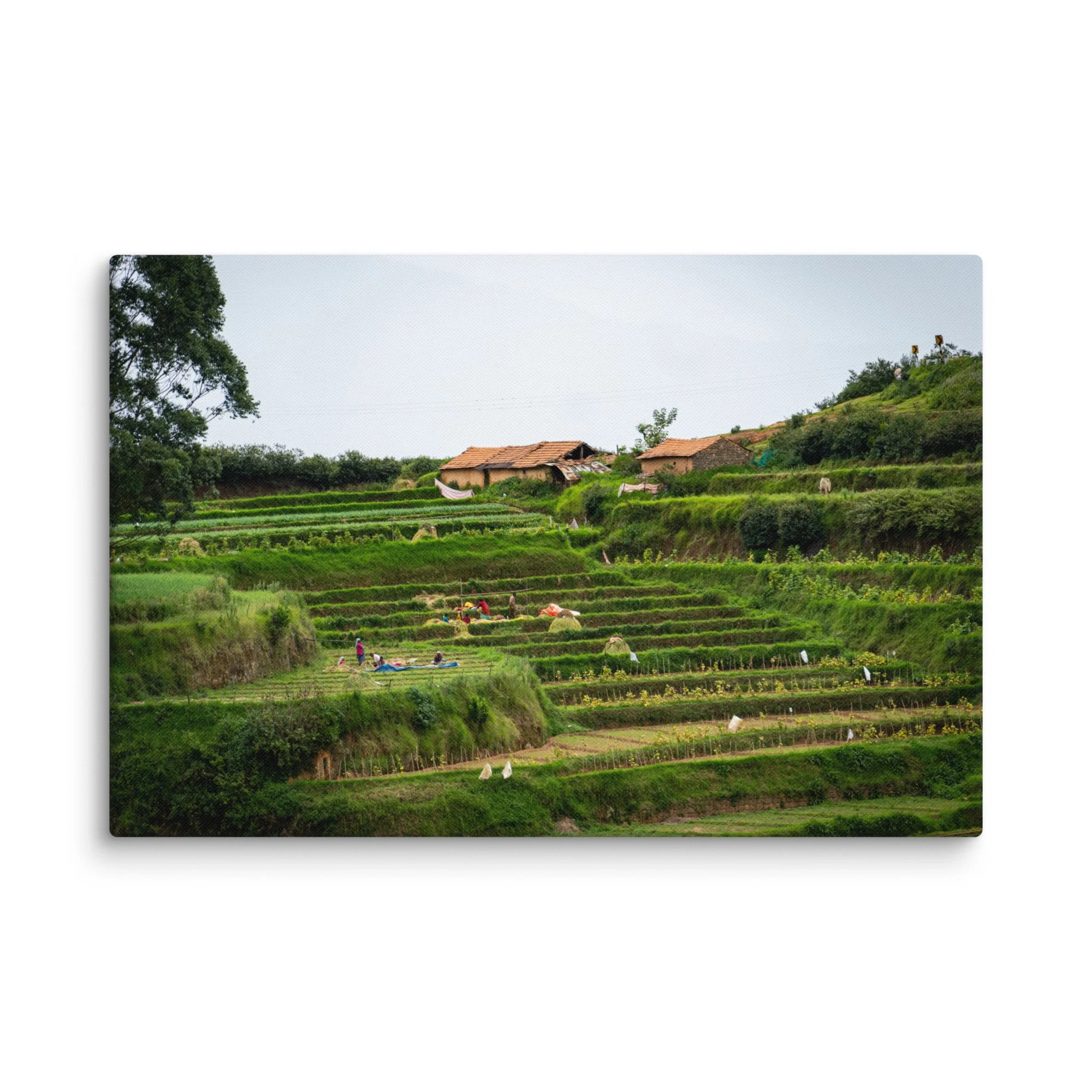 Lush terraced paddy fields and traditional thatched-roof houses in misty Nilgiri hills, Tamil Nadu, South India – rural travel photography canvas print wall art decor