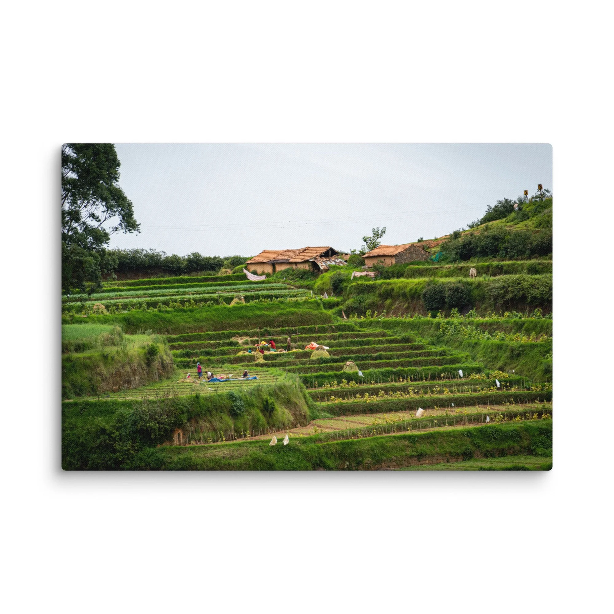 Lush terraced paddy fields and traditional thatched-roof houses in misty Nilgiri hills, Tamil Nadu, South India – rural travel photography canvas print wall art decor